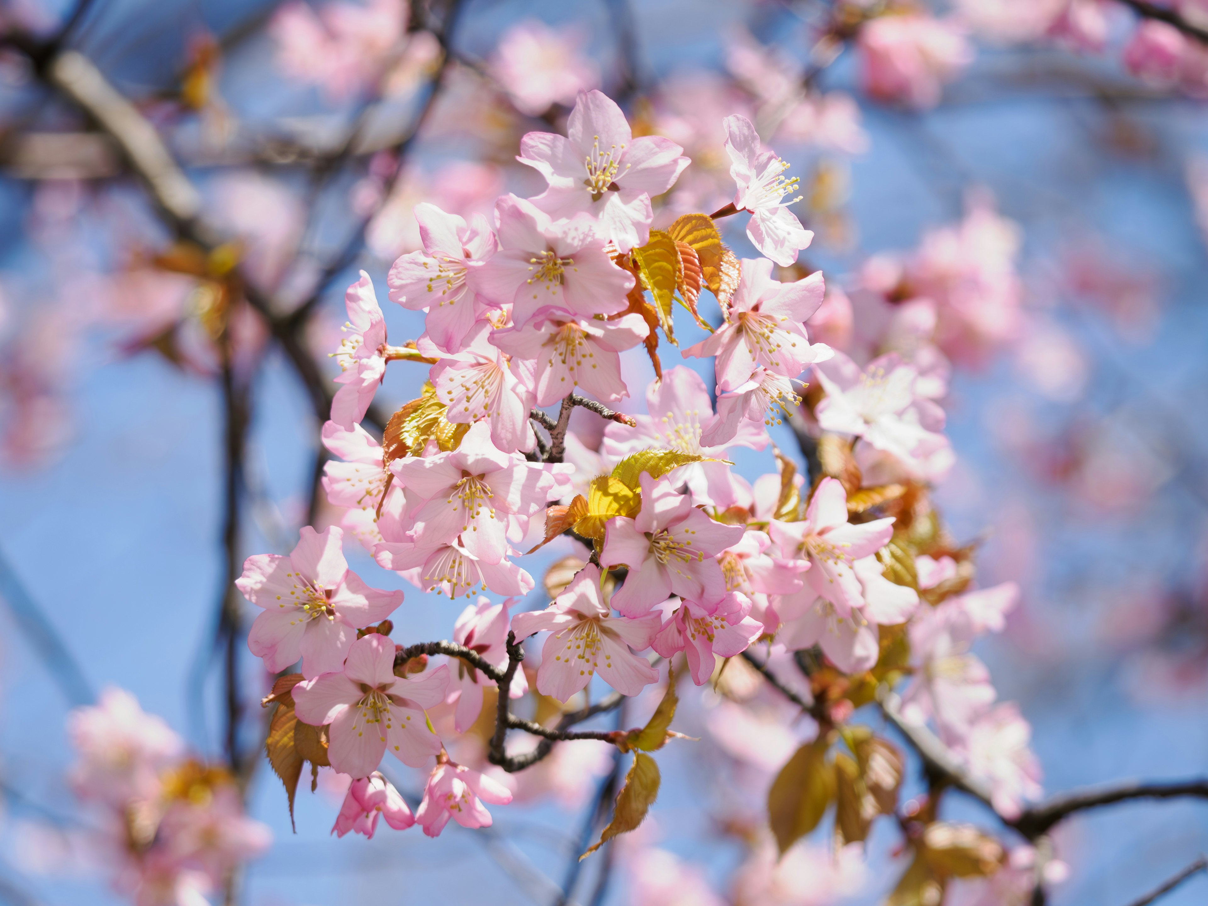 Fleurs de cerisier en fleur sur une branche sous un ciel bleu