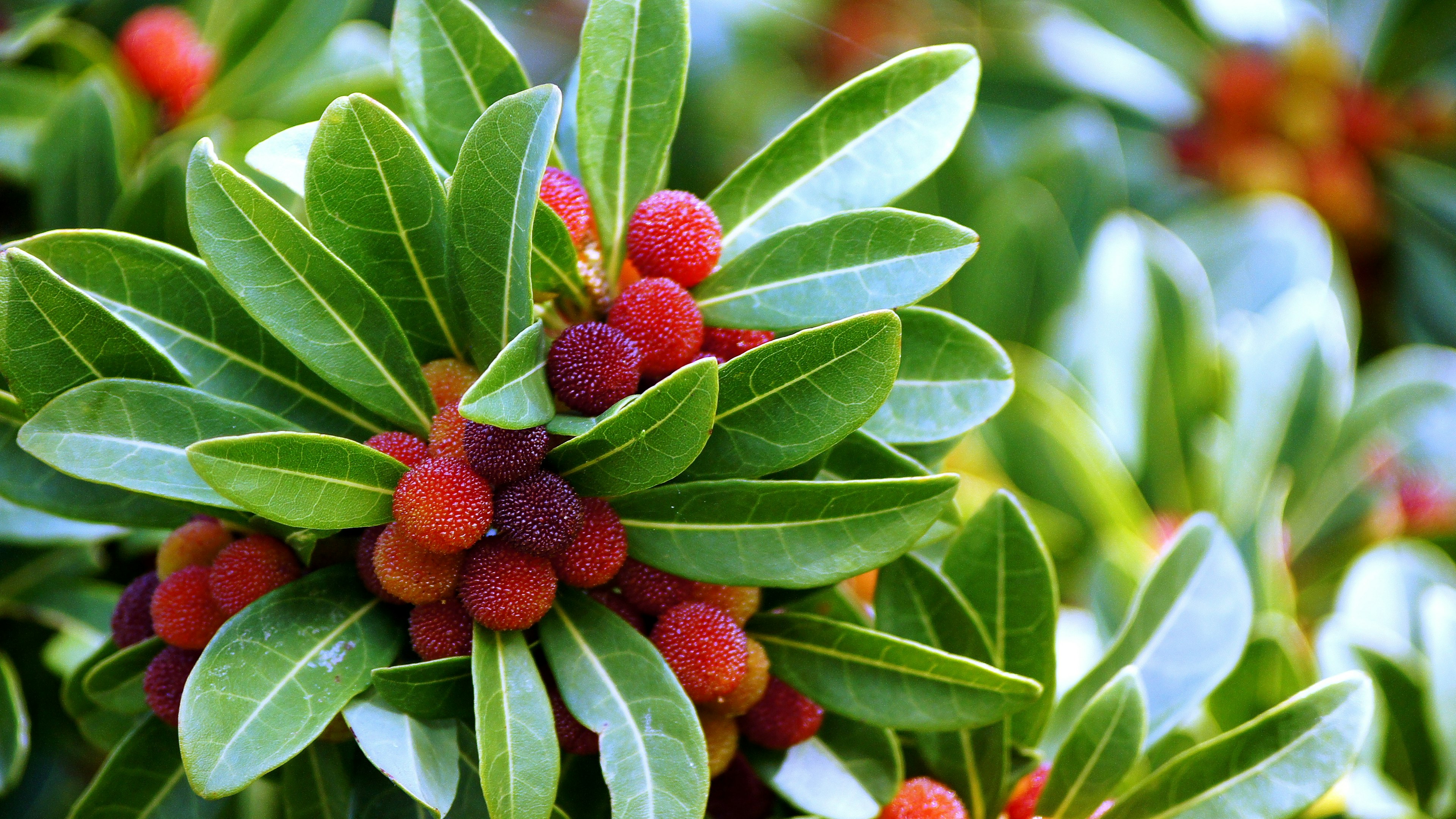 Close-up buah merah dikelilingi daun hijau