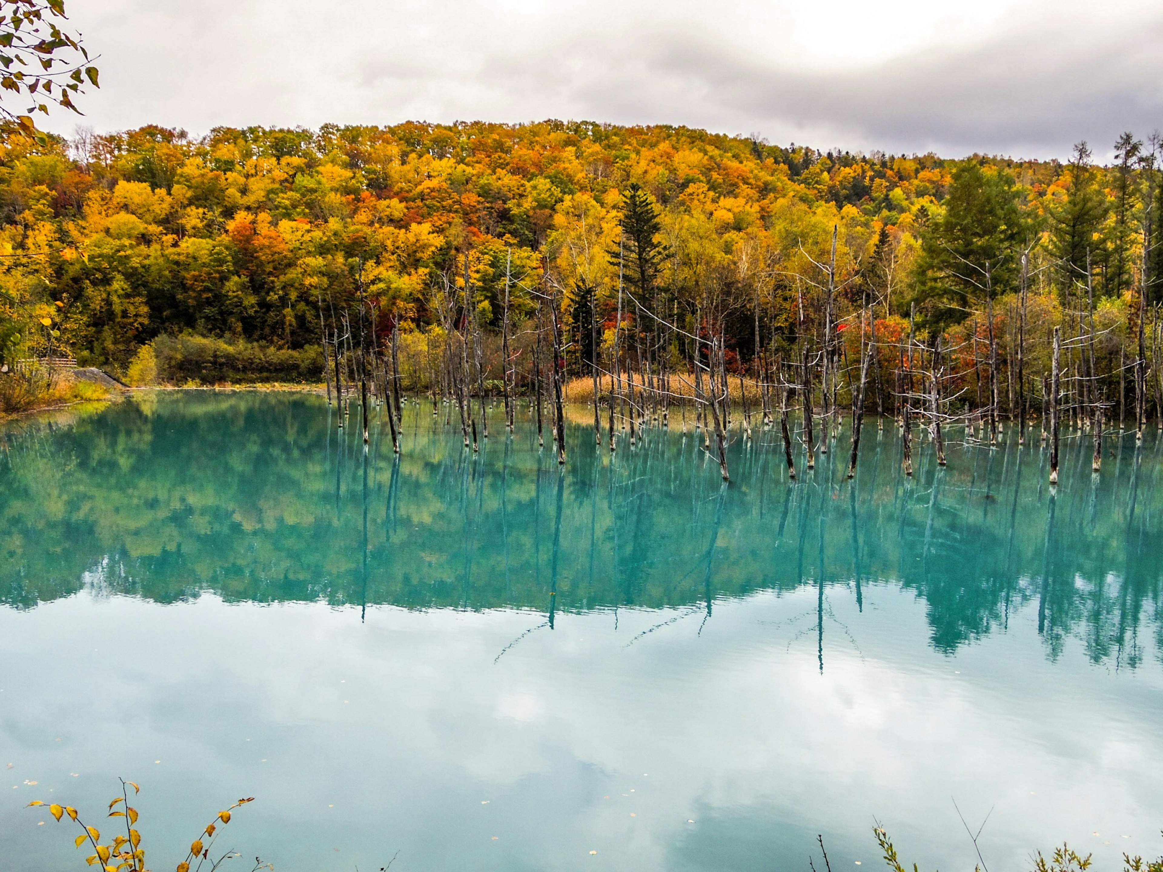 Follaje de otoño reflejándose en agua turquesa con árboles muertos