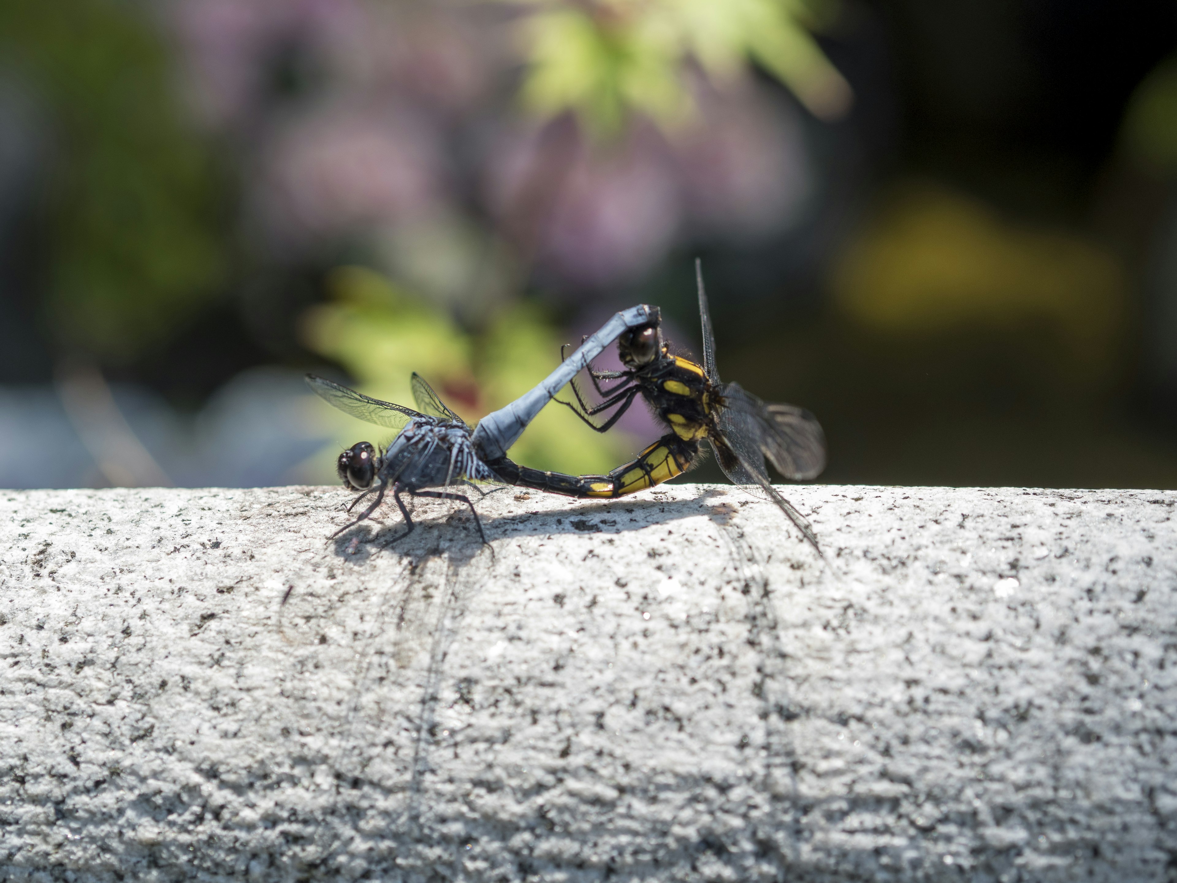 A blue dragonfly and a black wasp resting on concrete