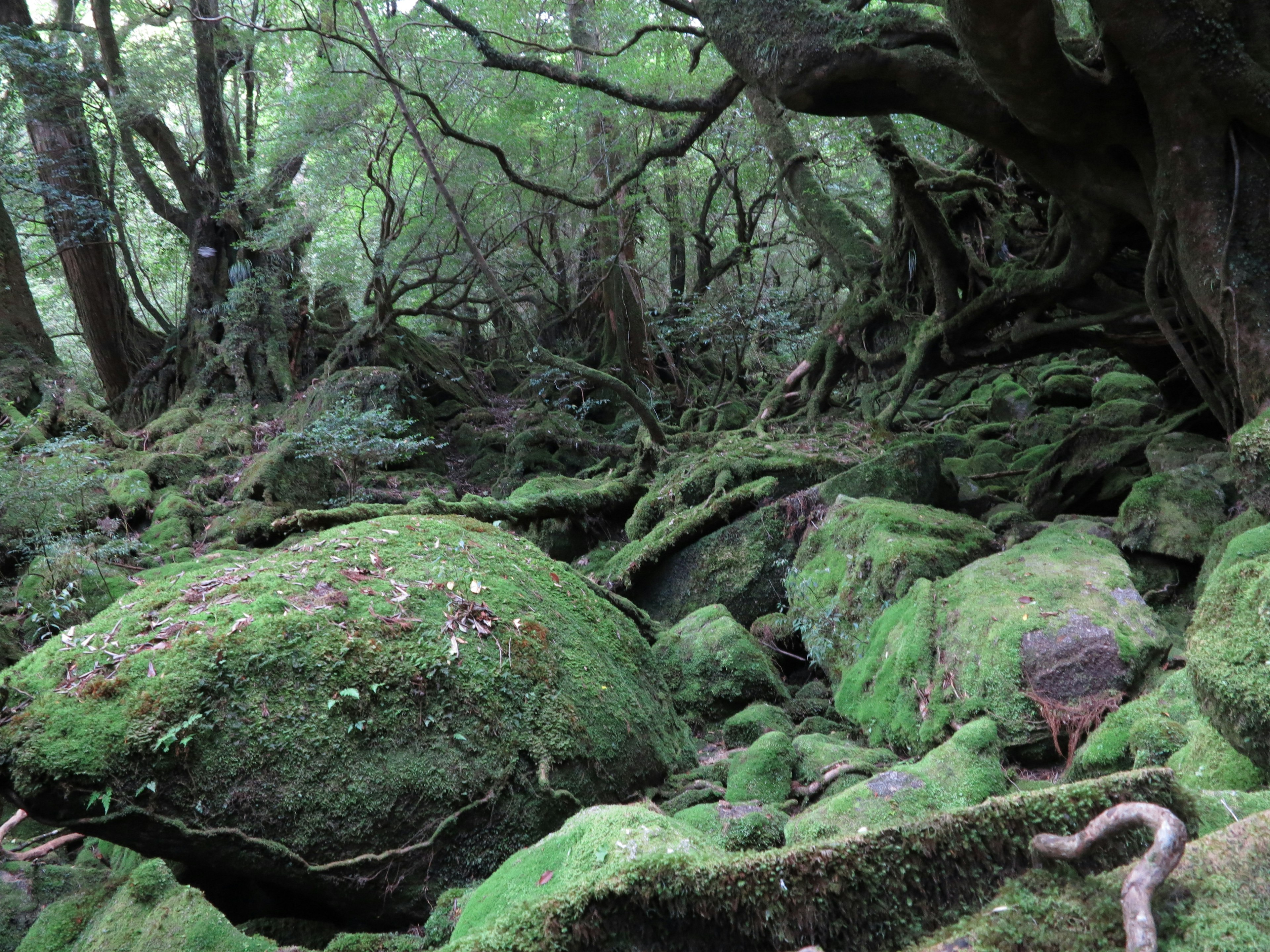 緑の苔に覆われた岩と木々が生い茂る森の風景