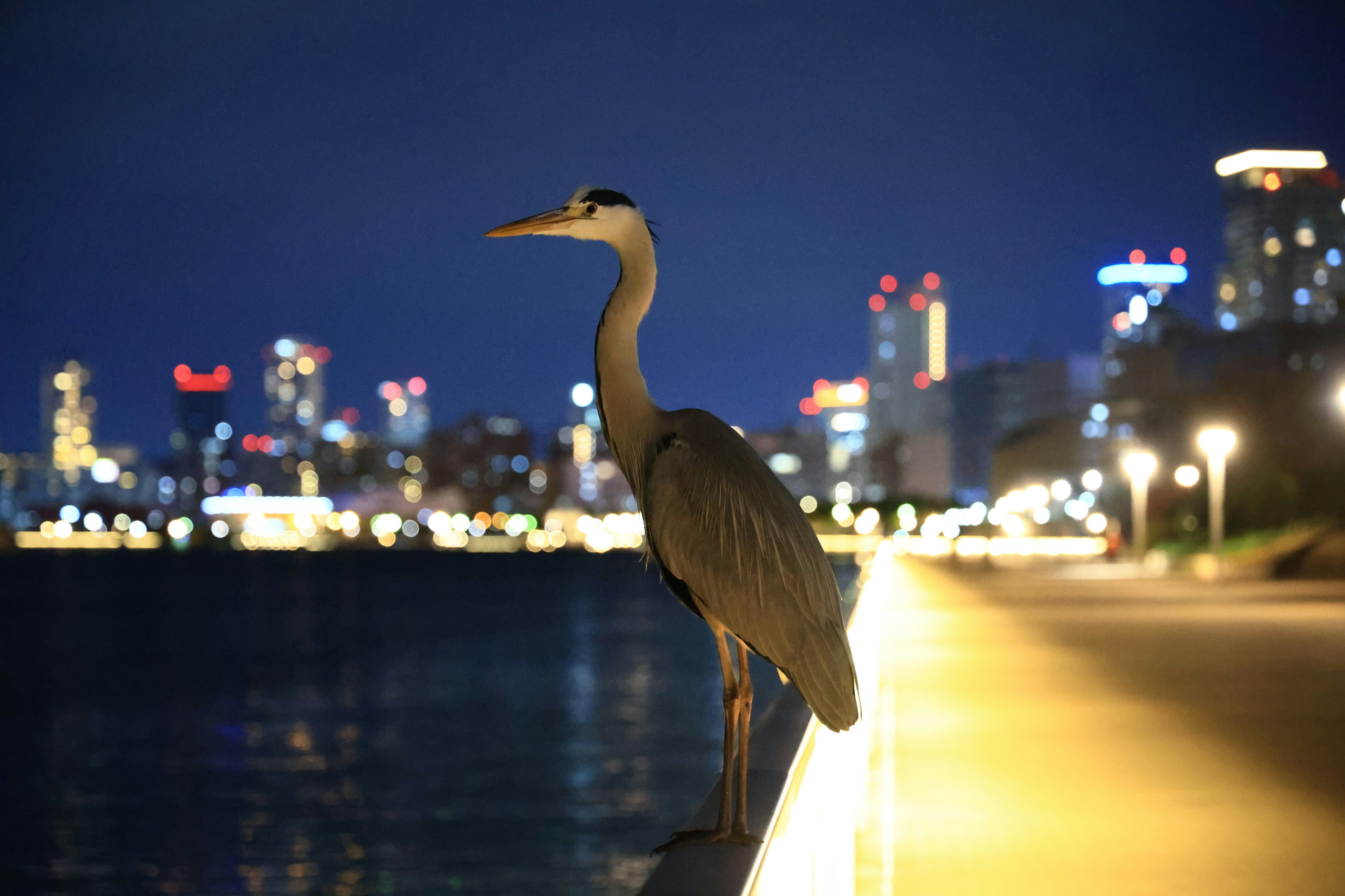 Un airone in piedi sul lungomare di notte con lo skyline della città sullo sfondo