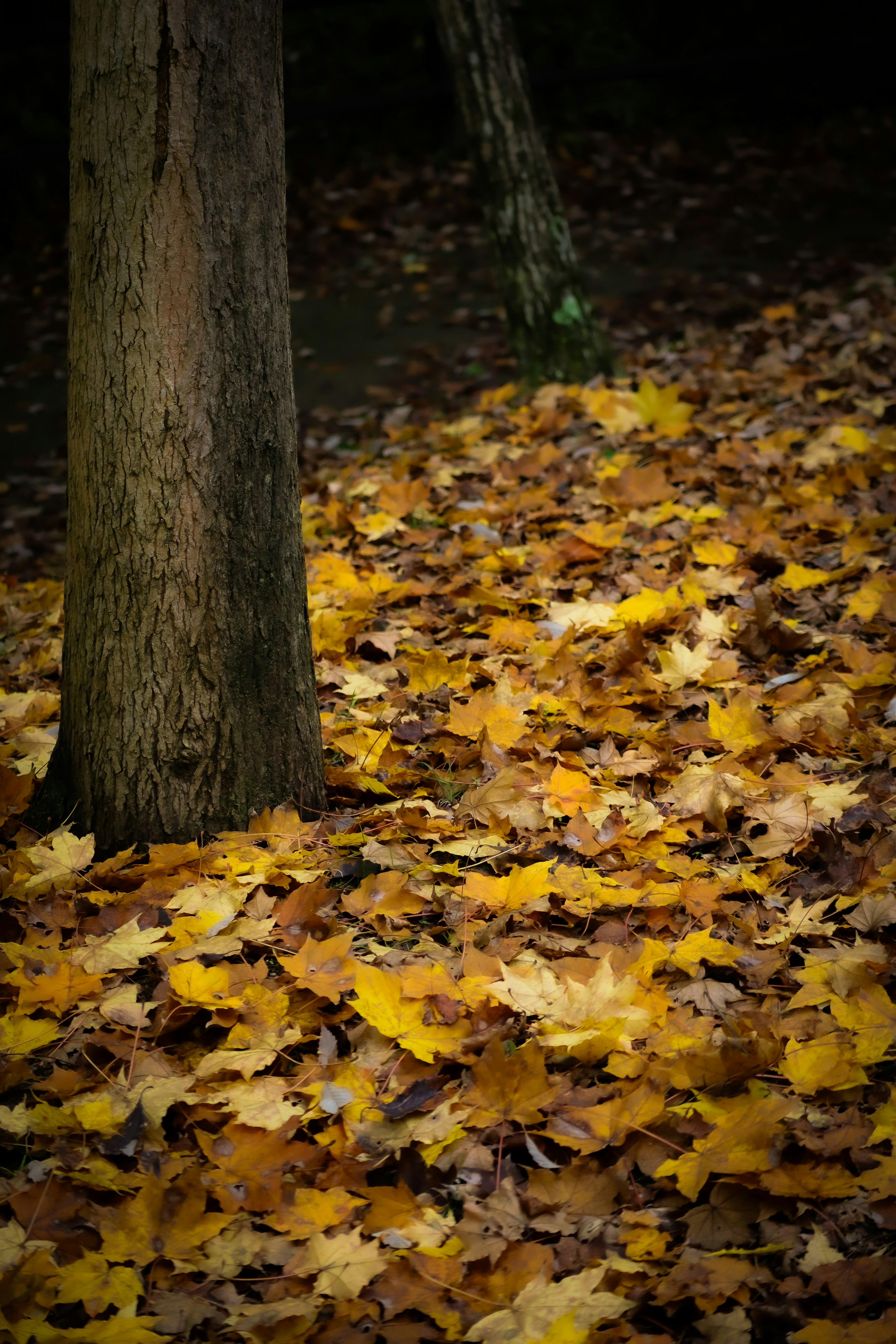 Hojas amarillas de otoño esparcidas alrededor de un árbol