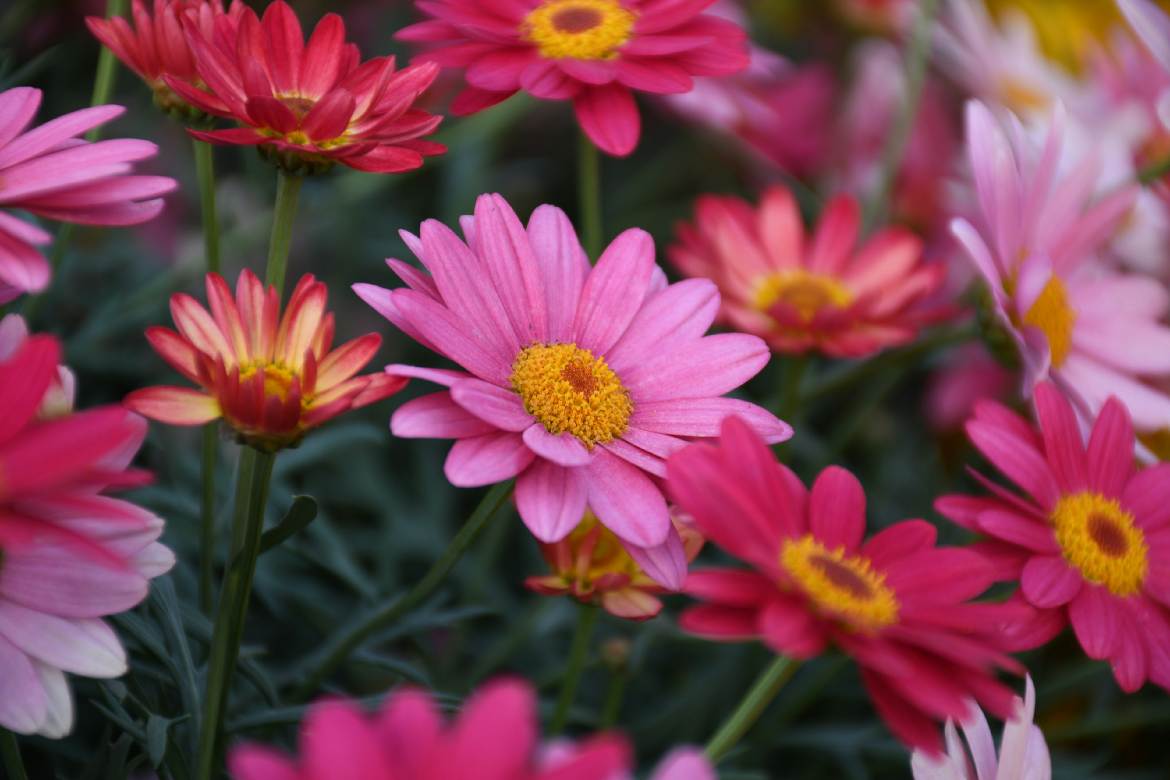 Scène vibrante de fleurs colorées en pleine floraison