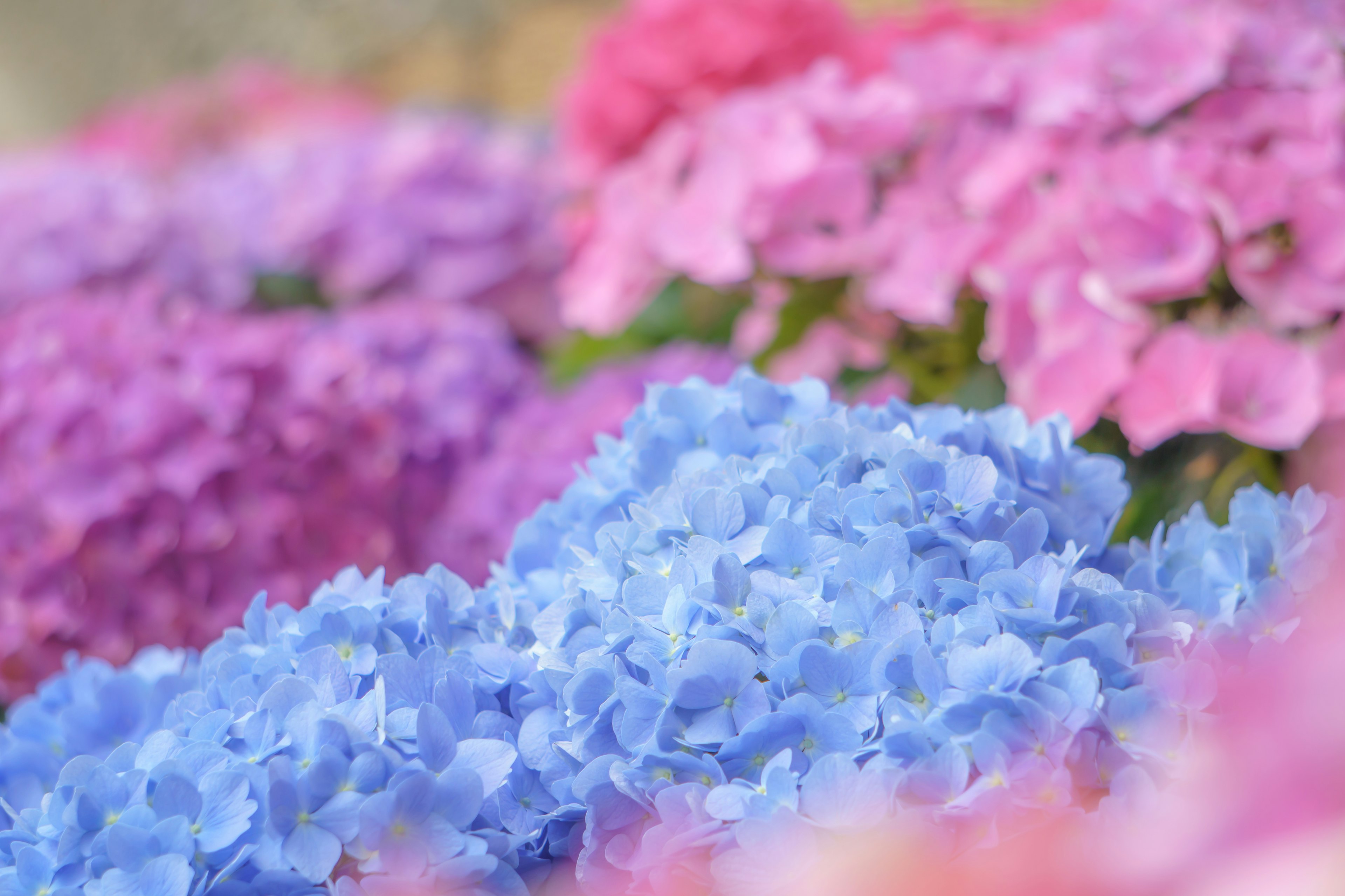 青とピンクの紫陽花の花が咲いている