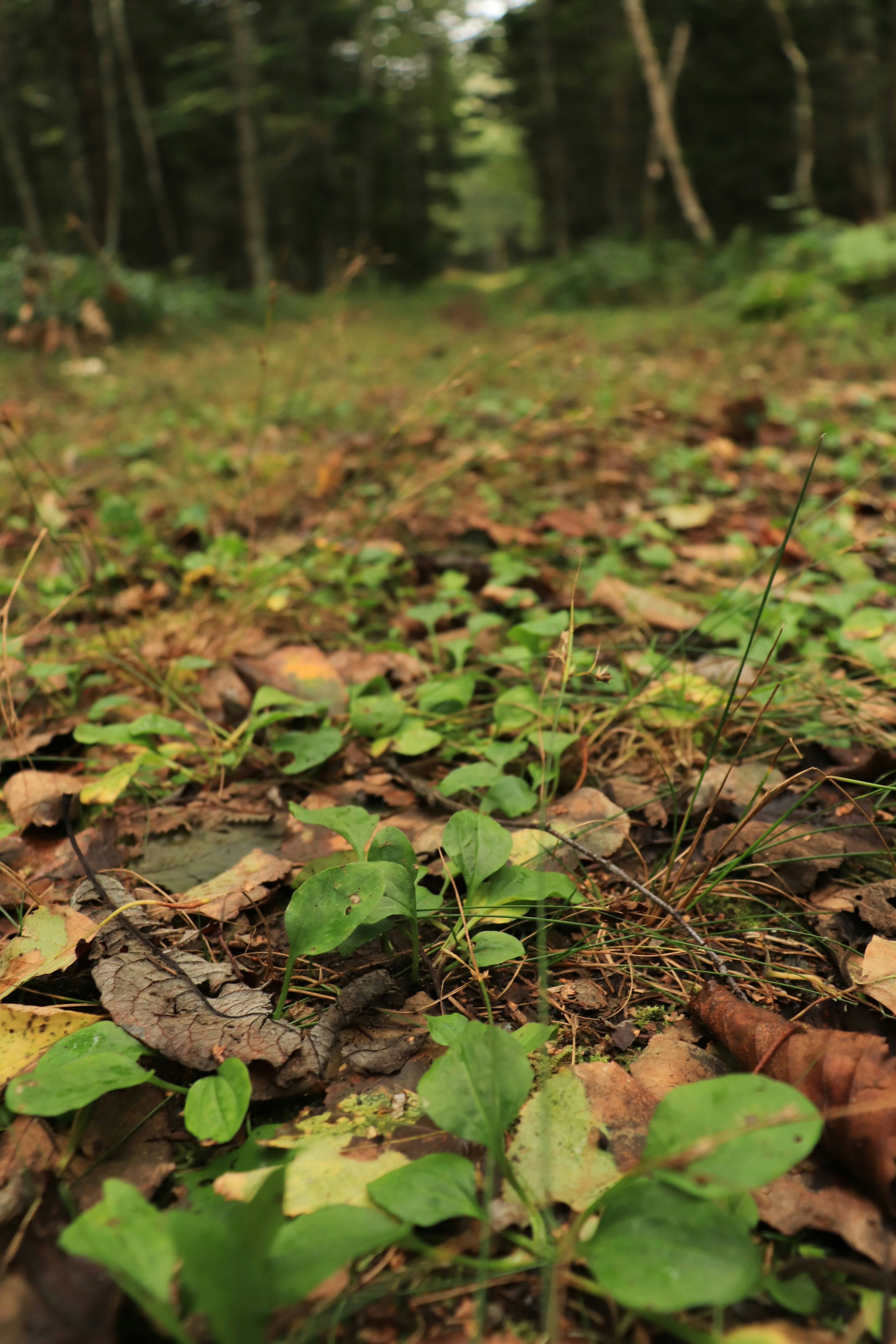 緑の植物と落ち葉が広がる森林の地面