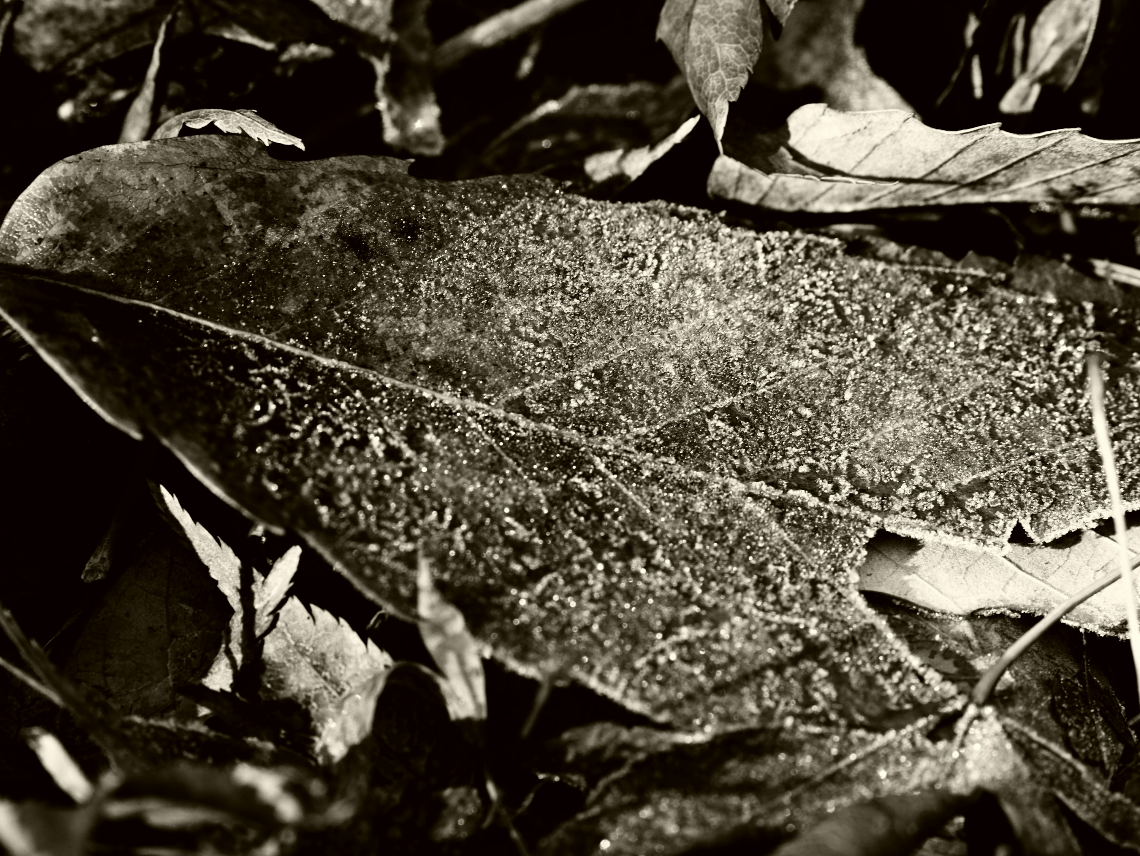 Immagine in bianco e nero di una foglia con gocce simili a brina