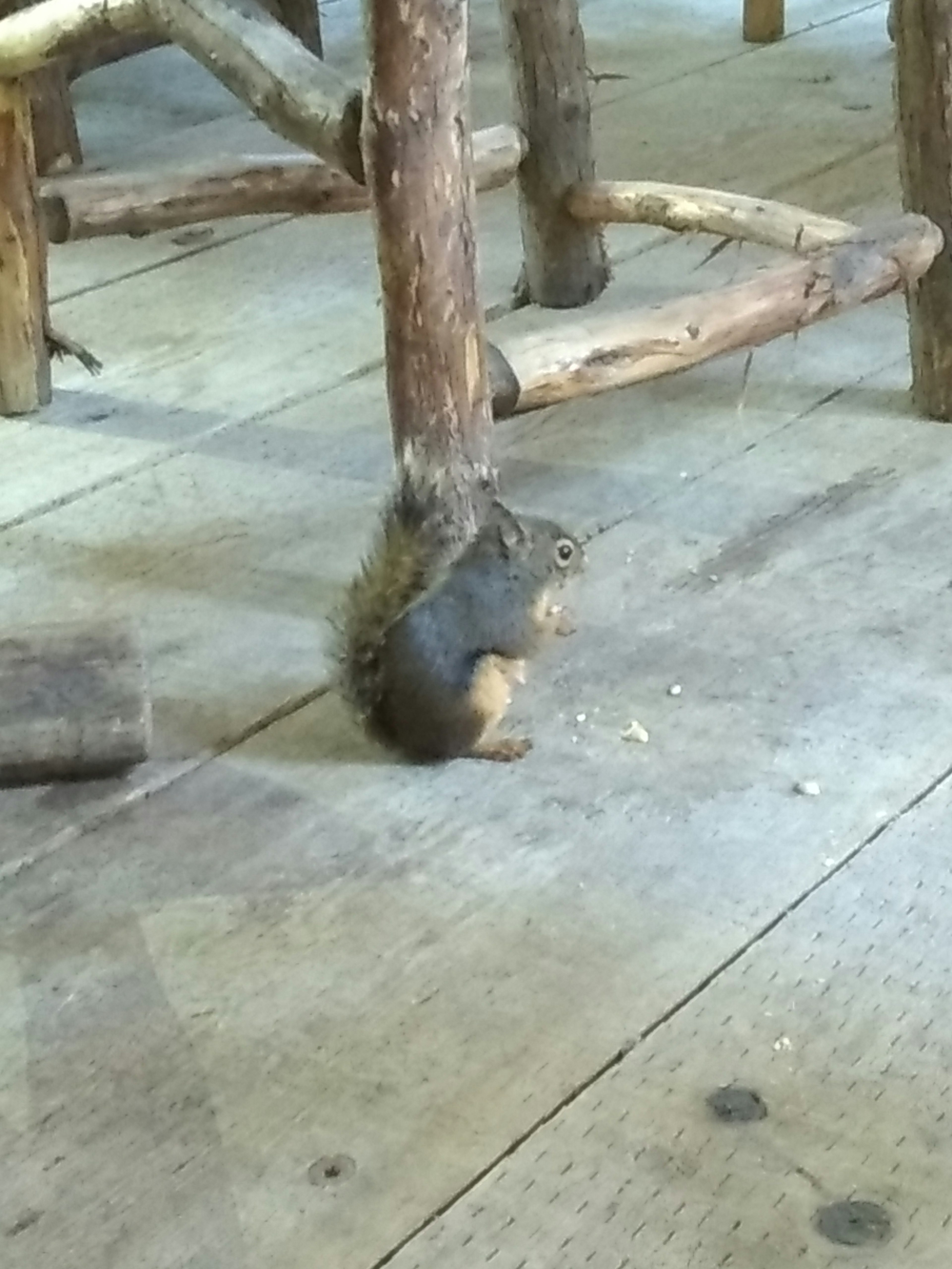 Un écureuil assis près des pieds en bois d'une chaise sur un sol en bois