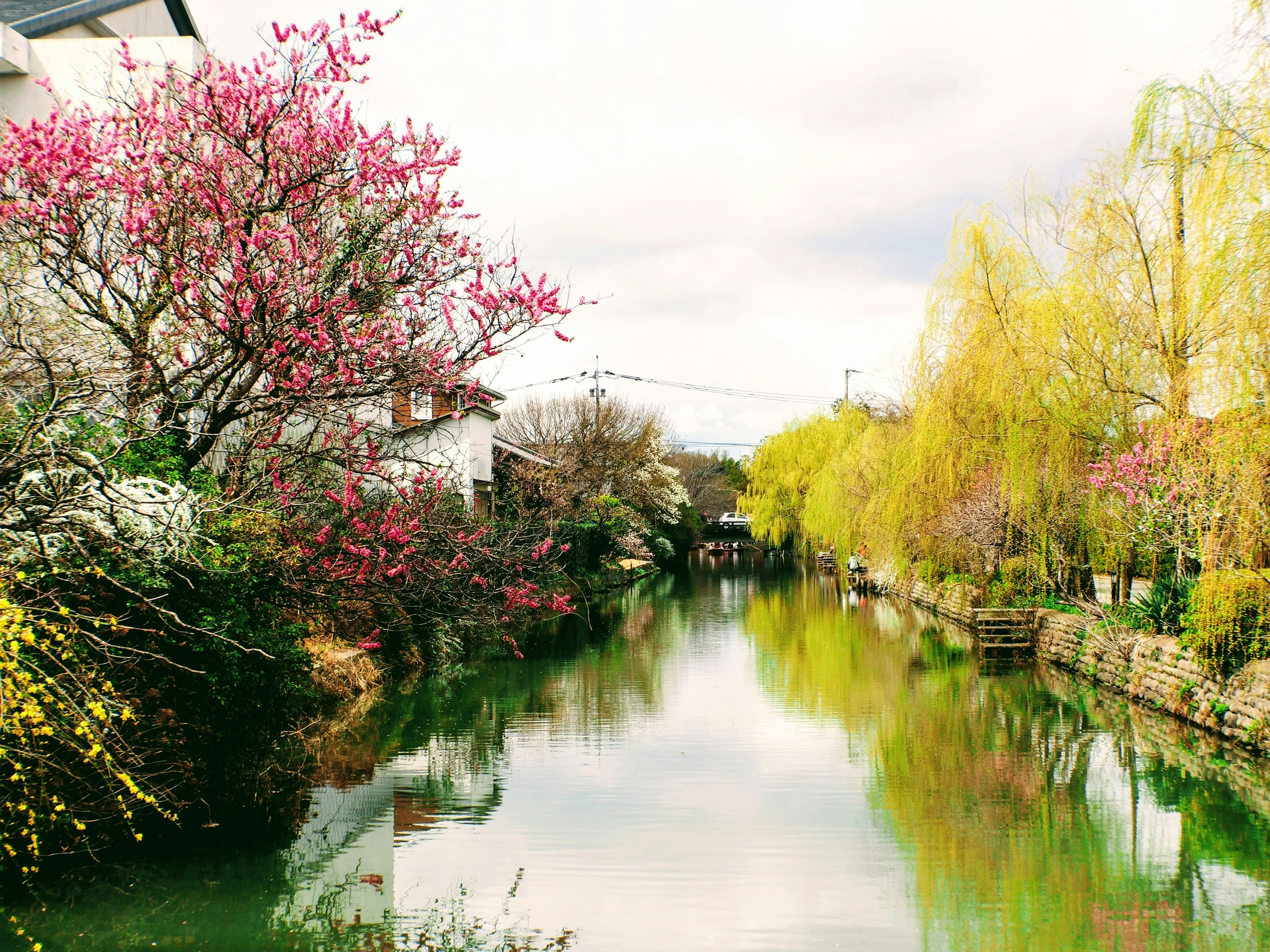 春の川と花々の美しい風景