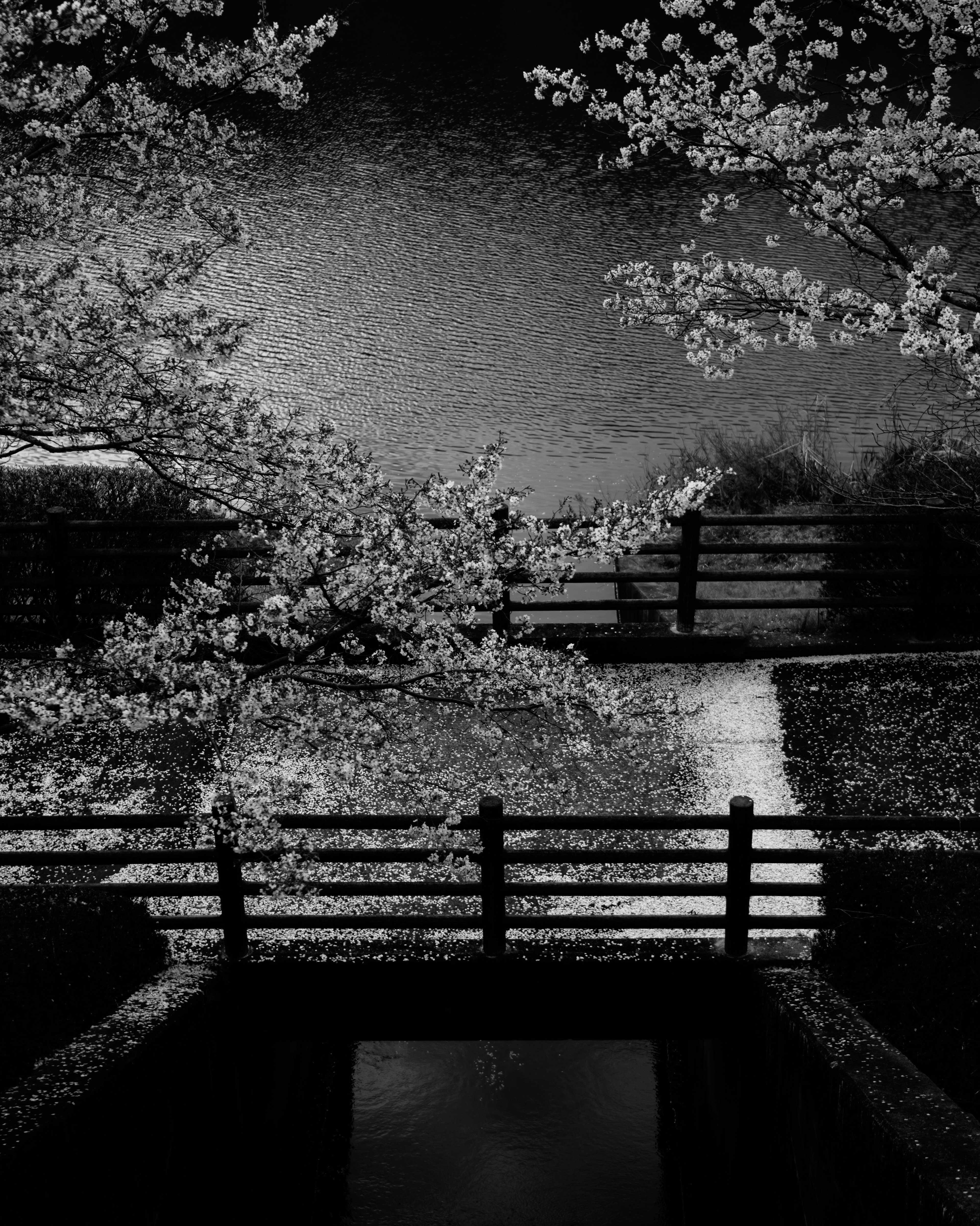 Photo en noir et blanc d'un paysage avec des cerisiers en fleurs et un pont sur l'eau