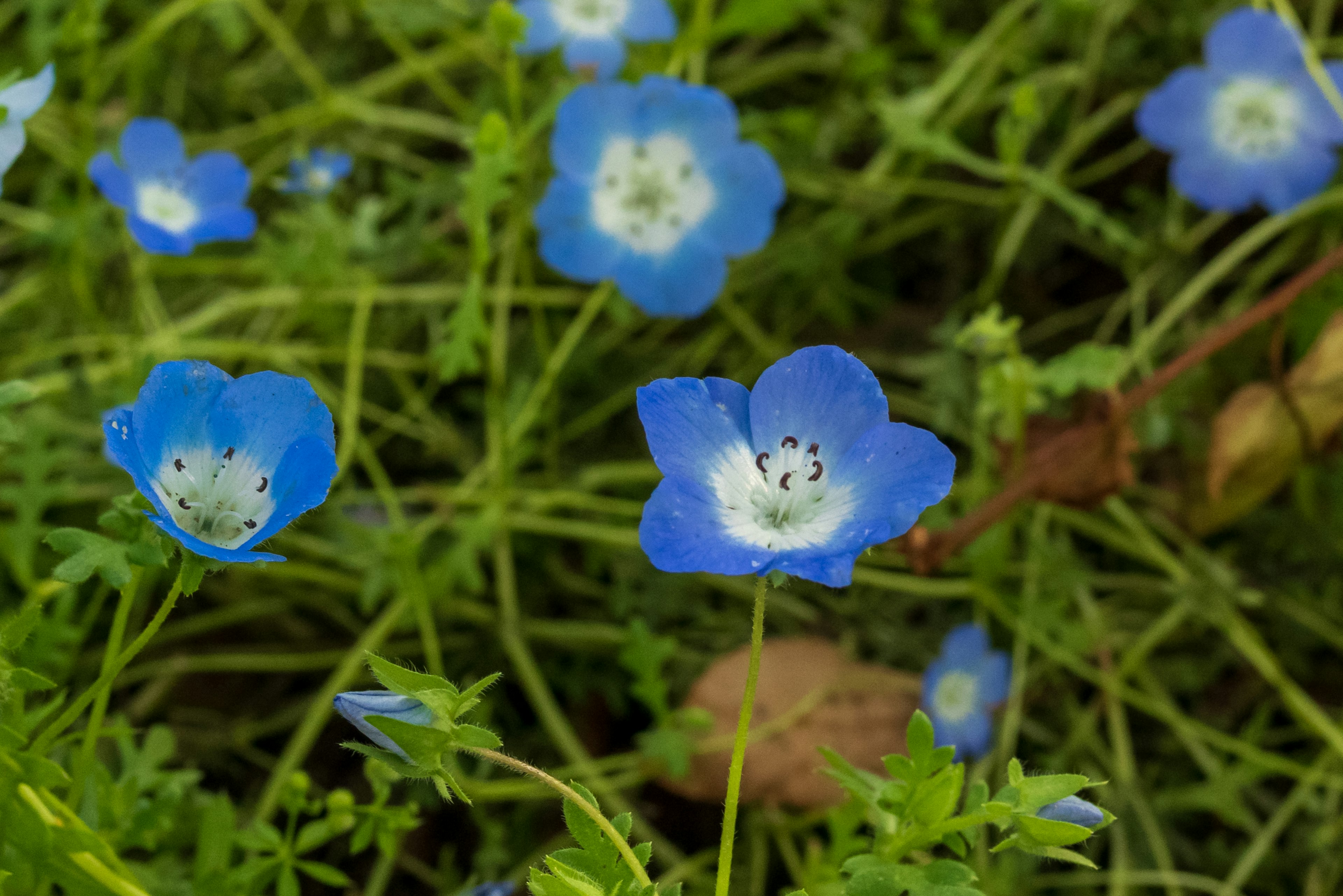 Close-up bunga biru mekar di rumput hijau