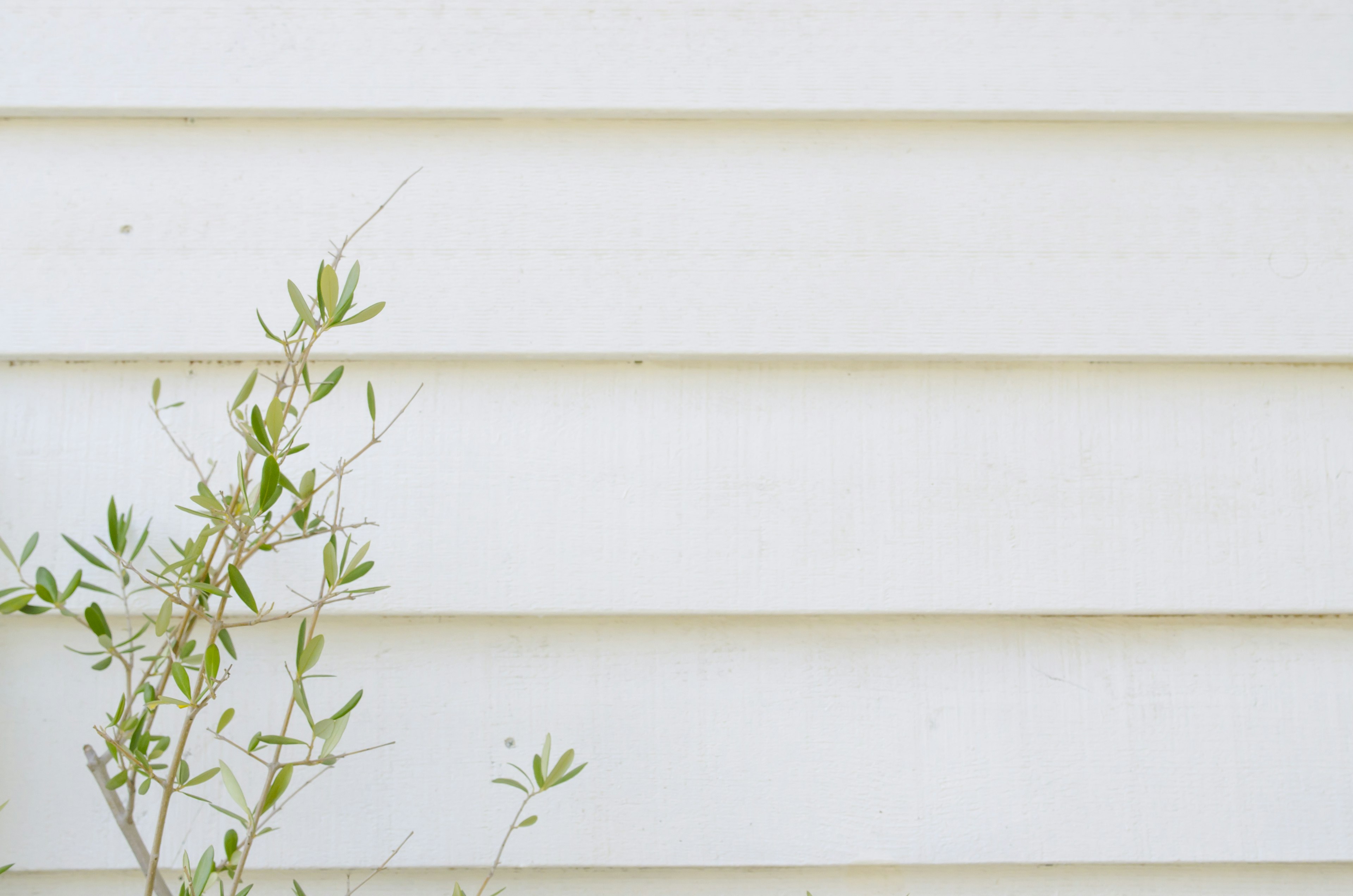 Un'immagine semplice che mostra un muro esterno bianco con una piccola pianta verde