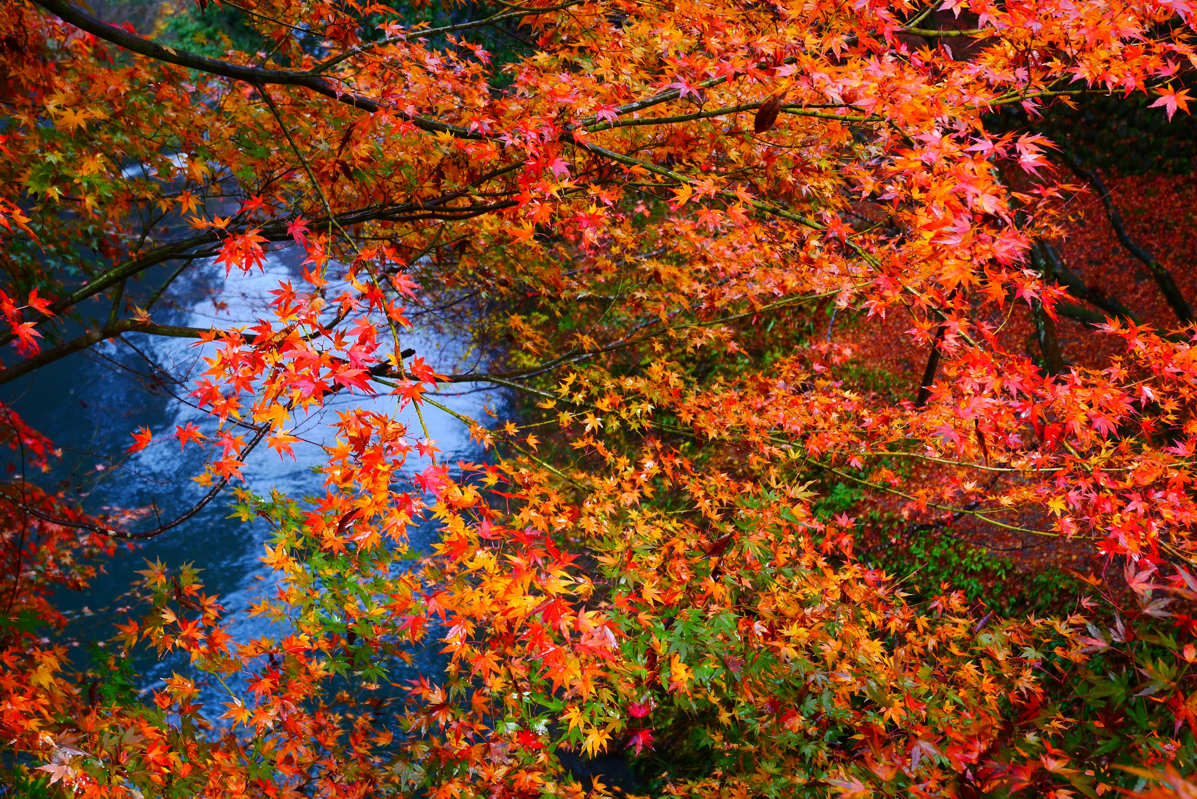 Follaje de otoño con hojas rojas y naranjas sobre un río