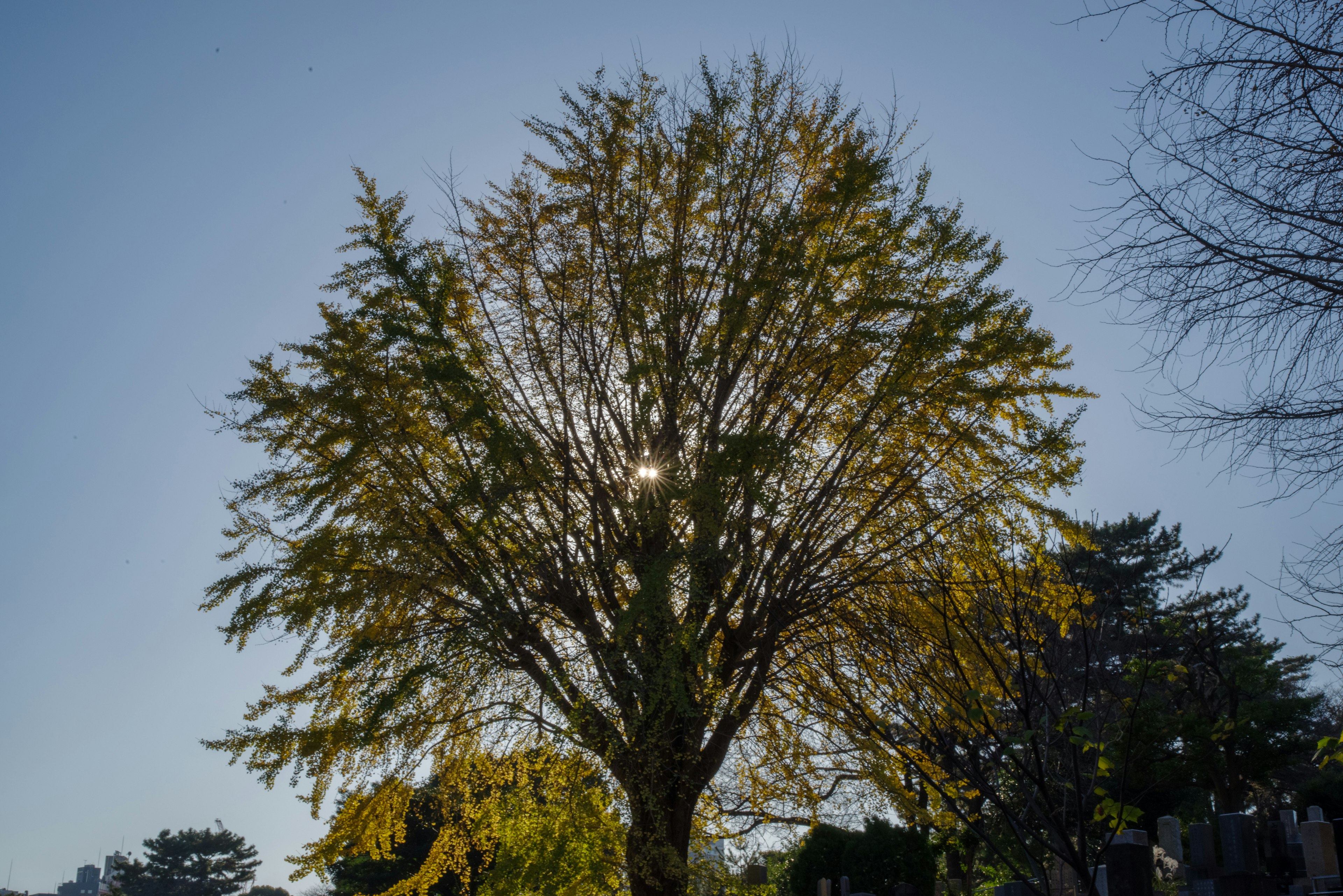 Silhouette of a leafy tree against a clear blue sky