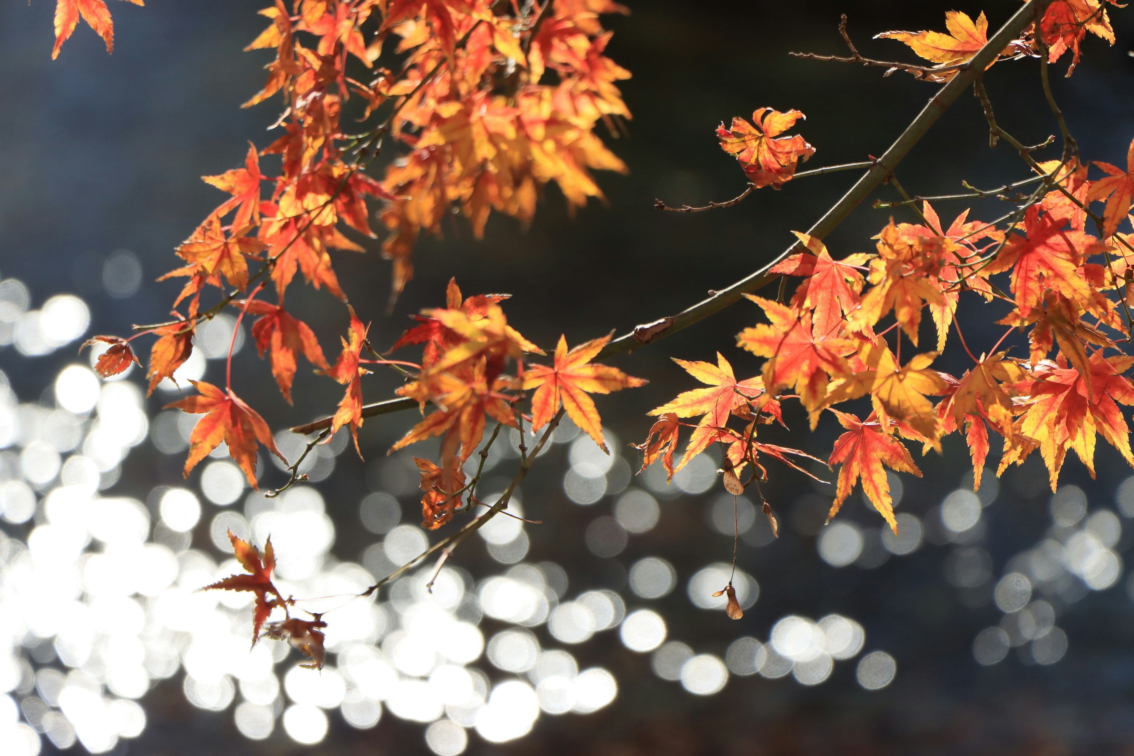 秋の紅葉と水面の光の反射