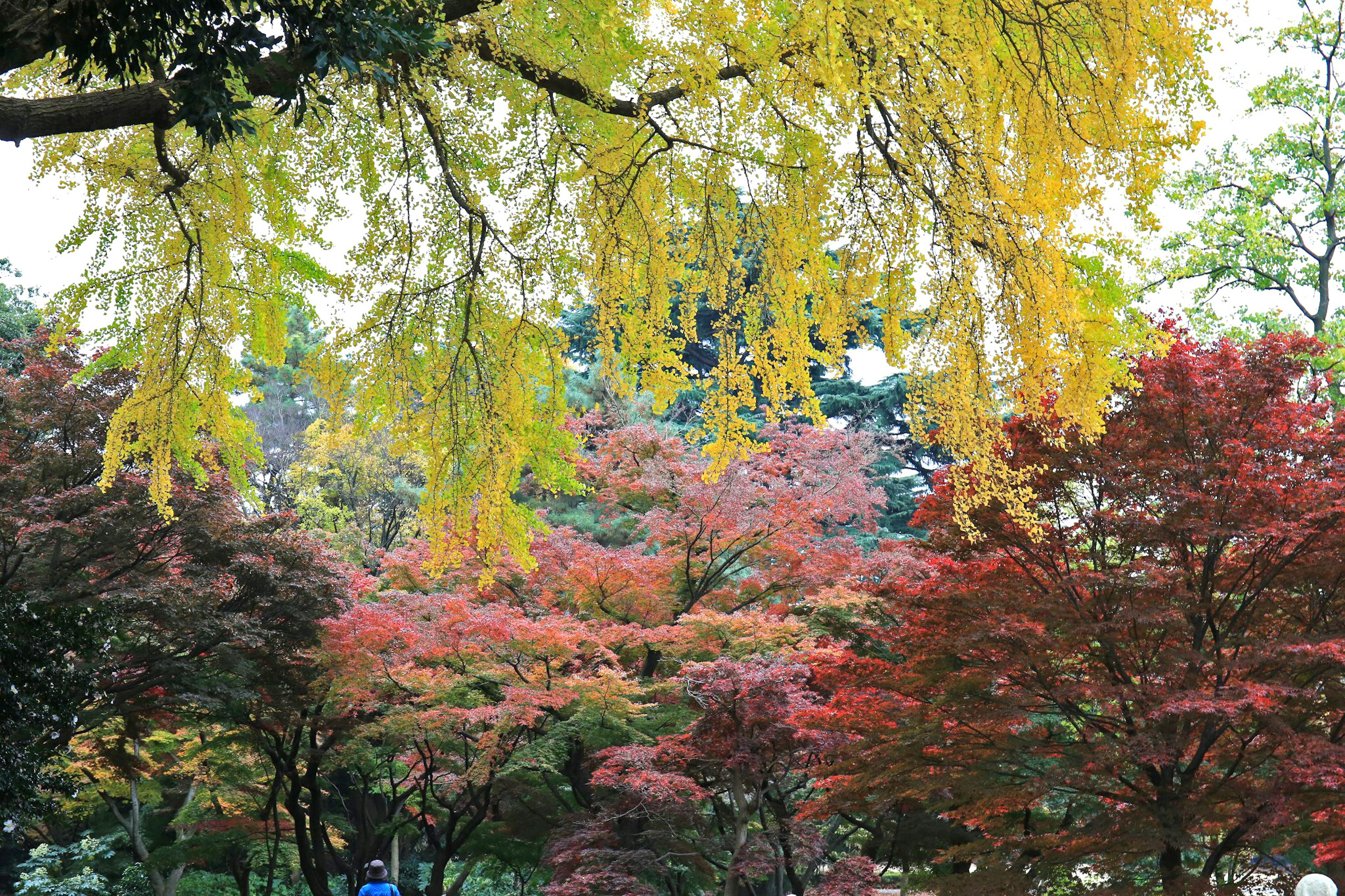 秋の色づく木々が美しい公園の景色