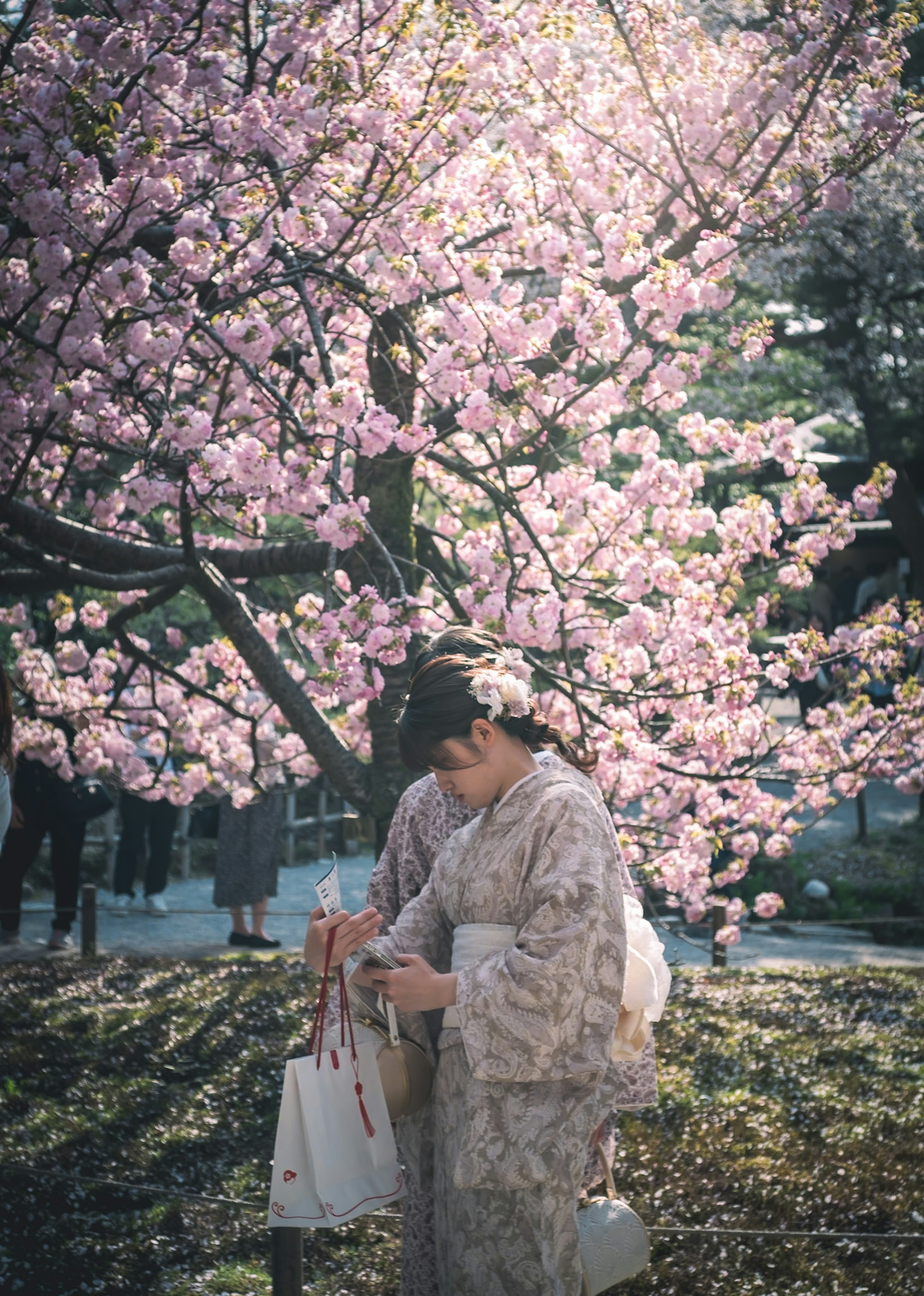 一位穿着和服的女性在盛开的樱花树下享受时光