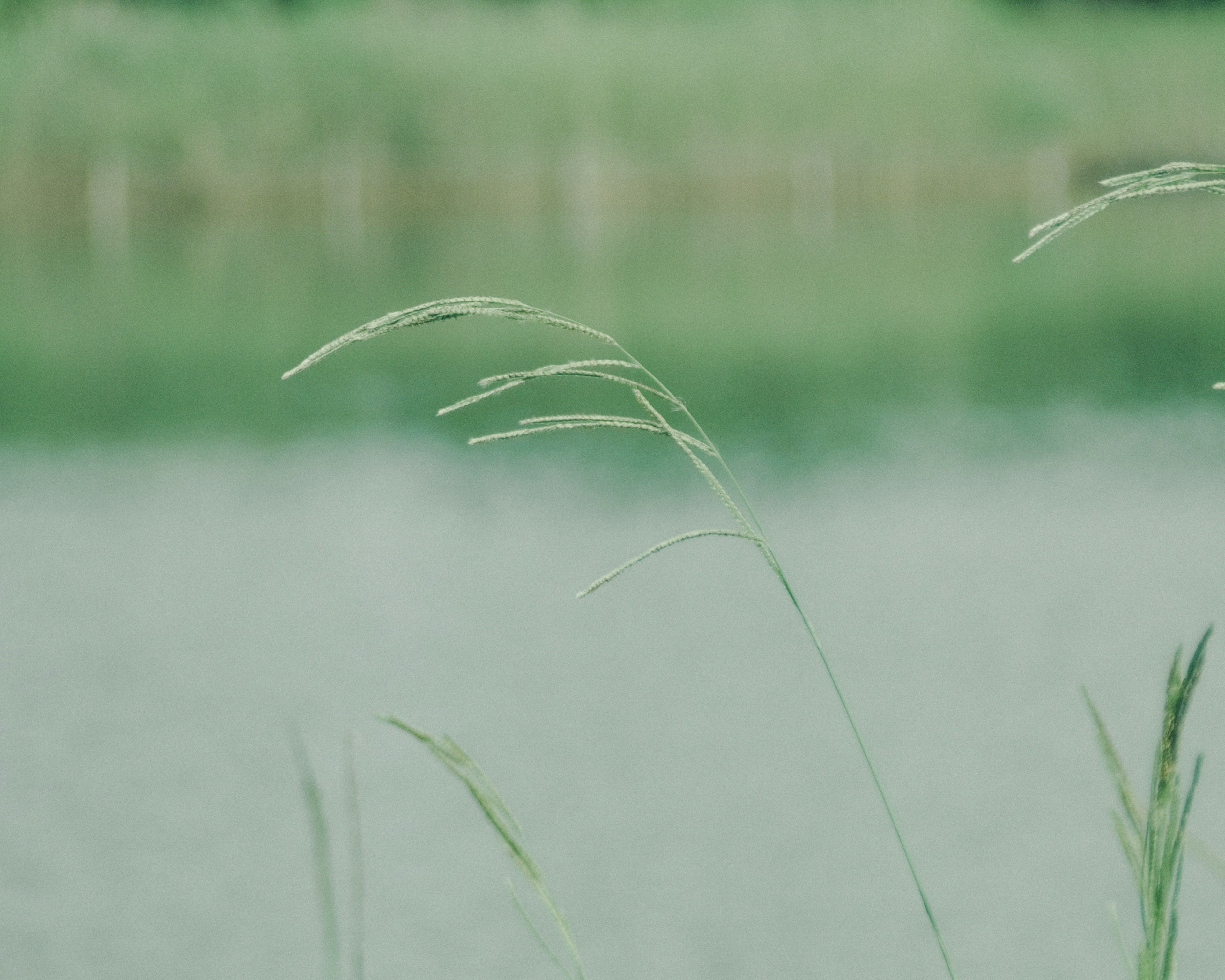 水辺に生える緑の草と穏やかな水面の風景