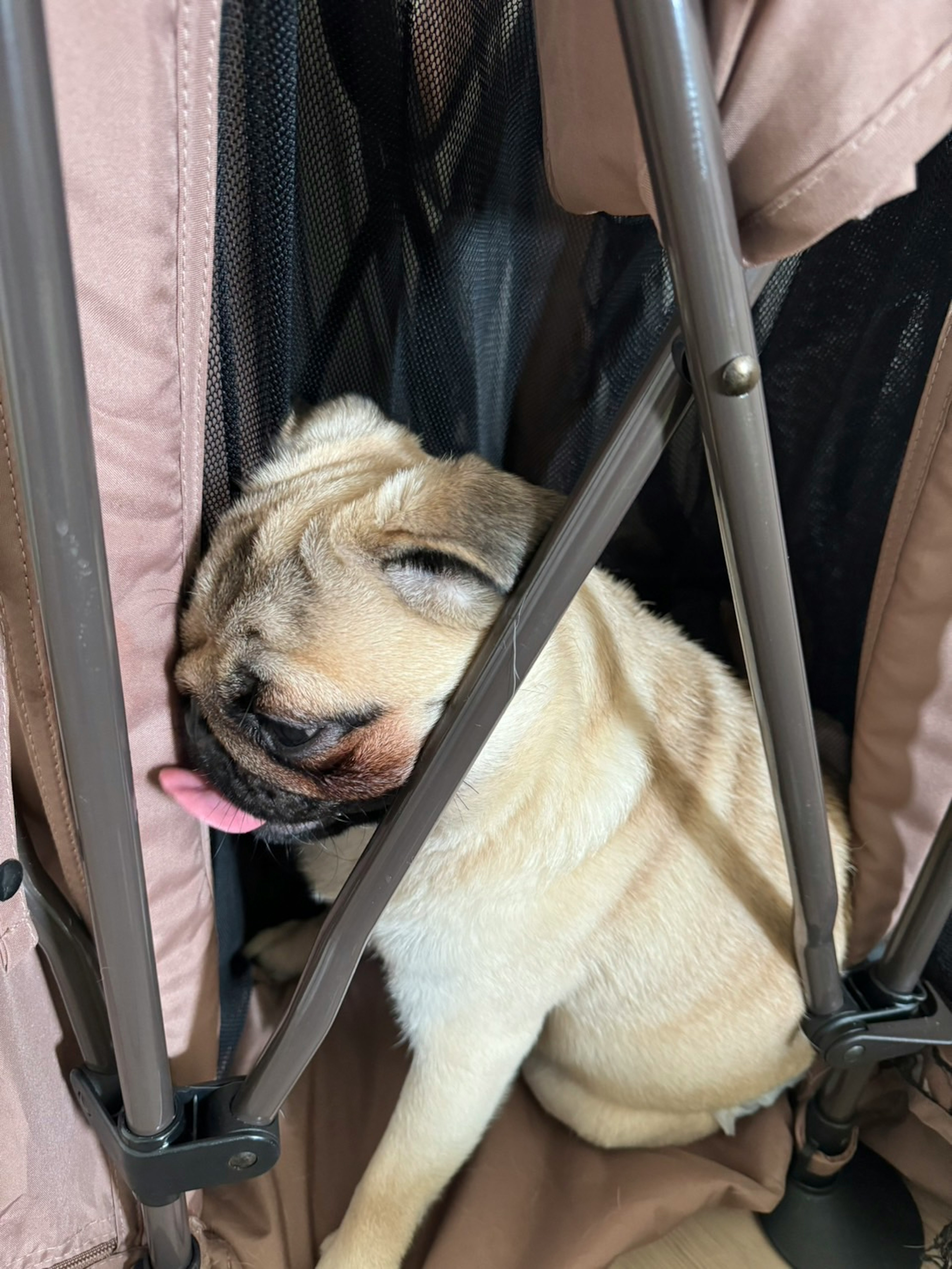 Un pug durmiendo dentro de un transportín para mascotas