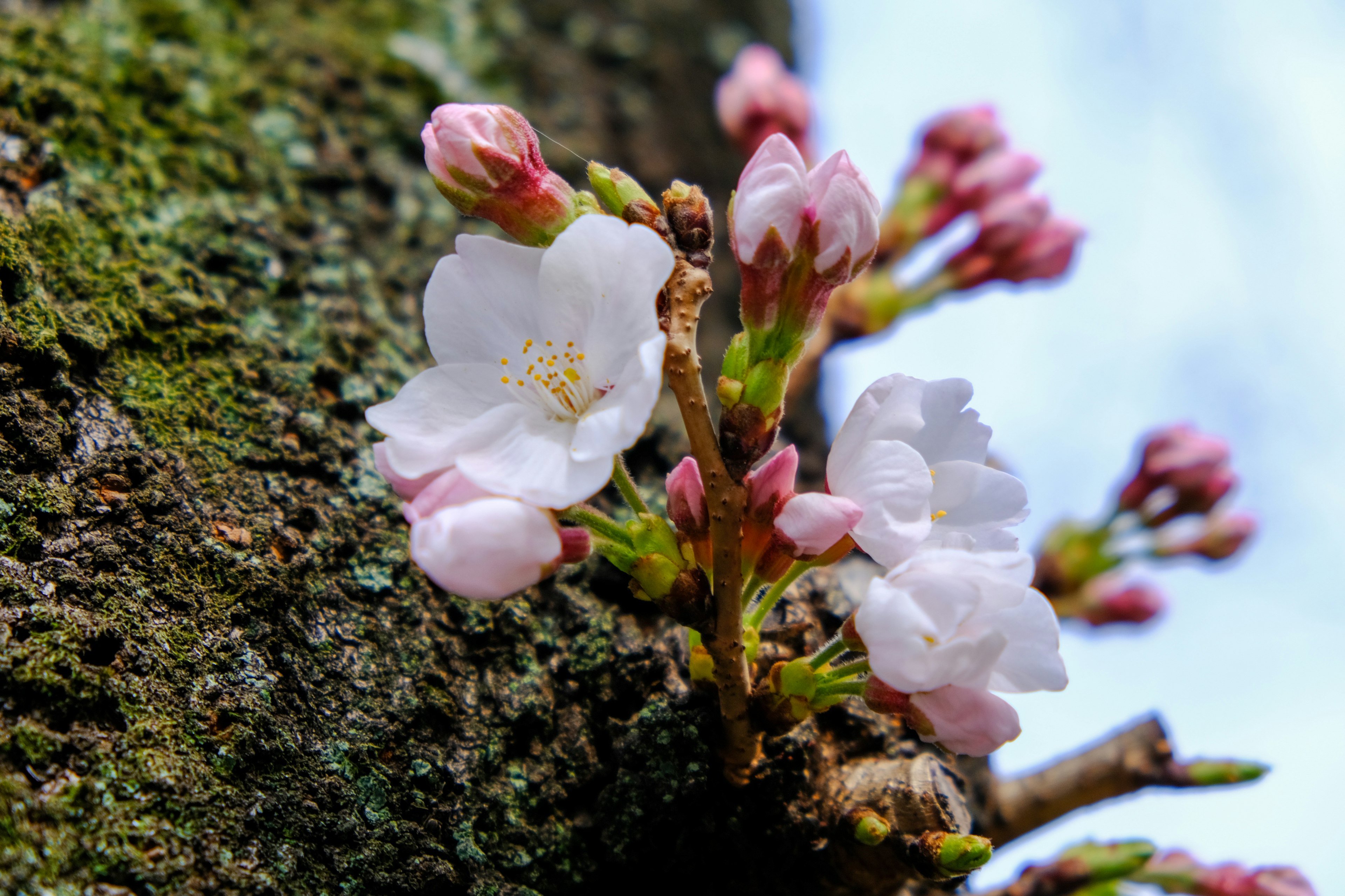 Kirschblüten und Knospen, die an einem Baumstamm blühen