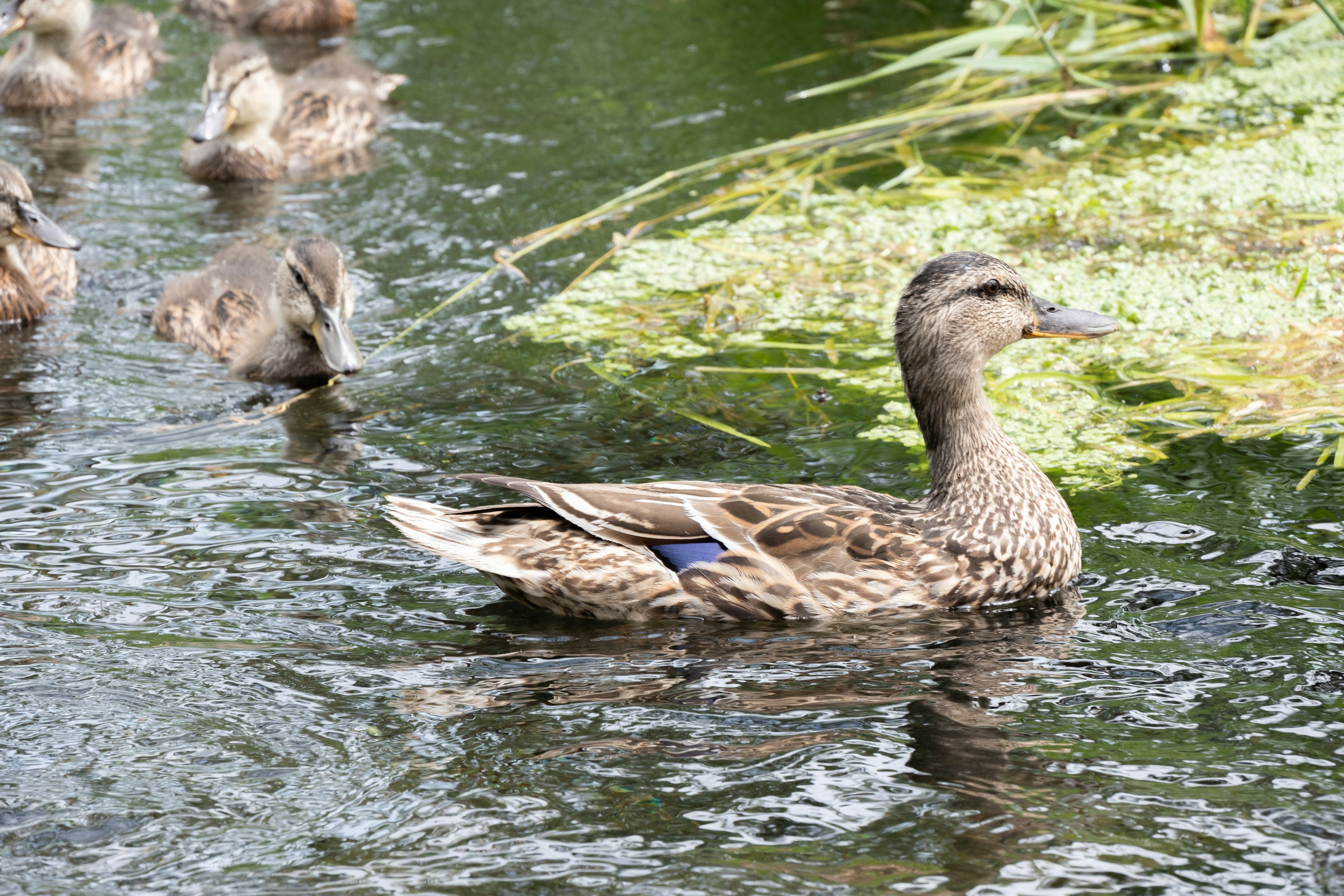 Un groupe de canards nageant sur l'eau avec un canard au premier plan