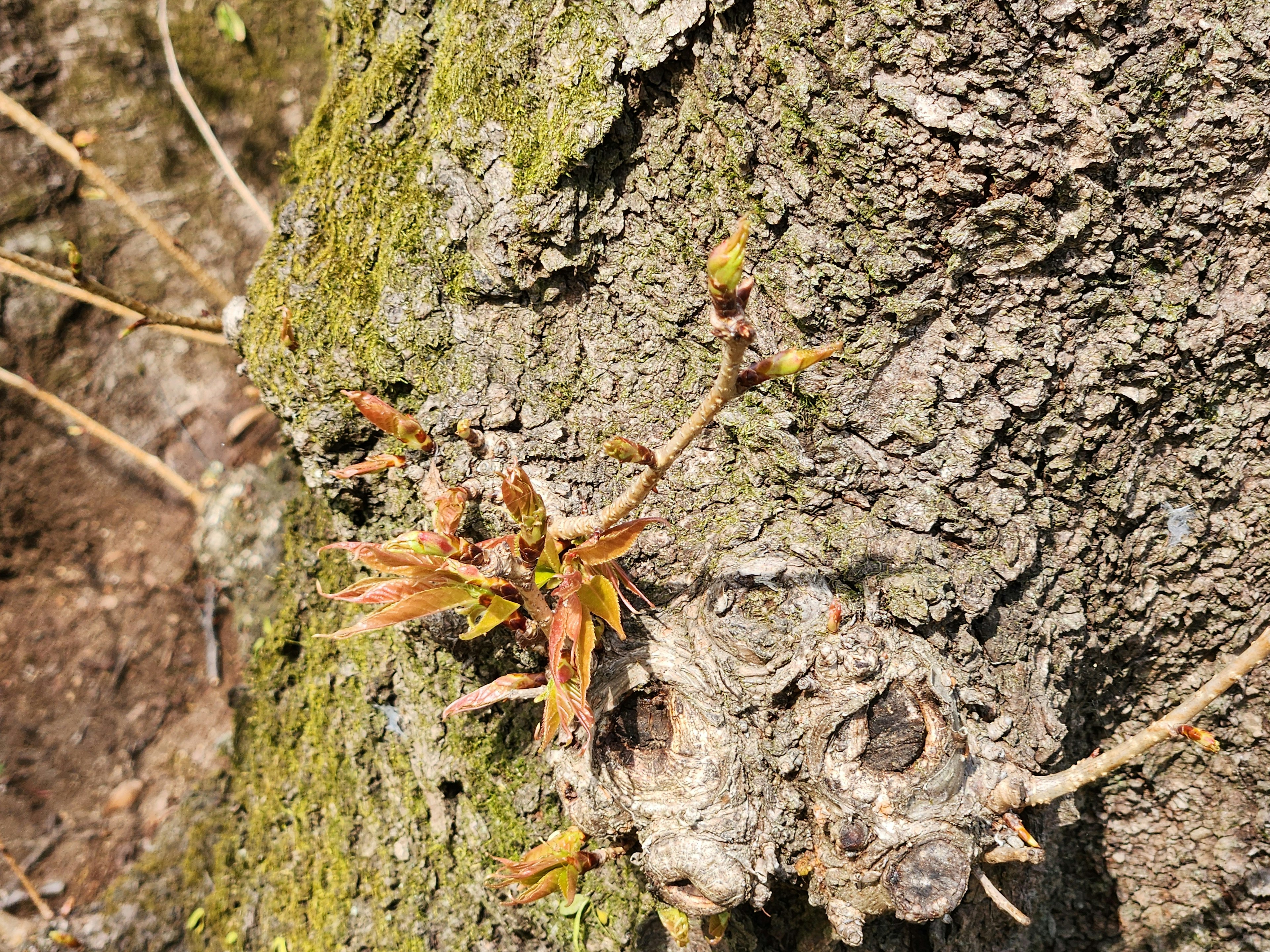 New buds growing on a tree trunk