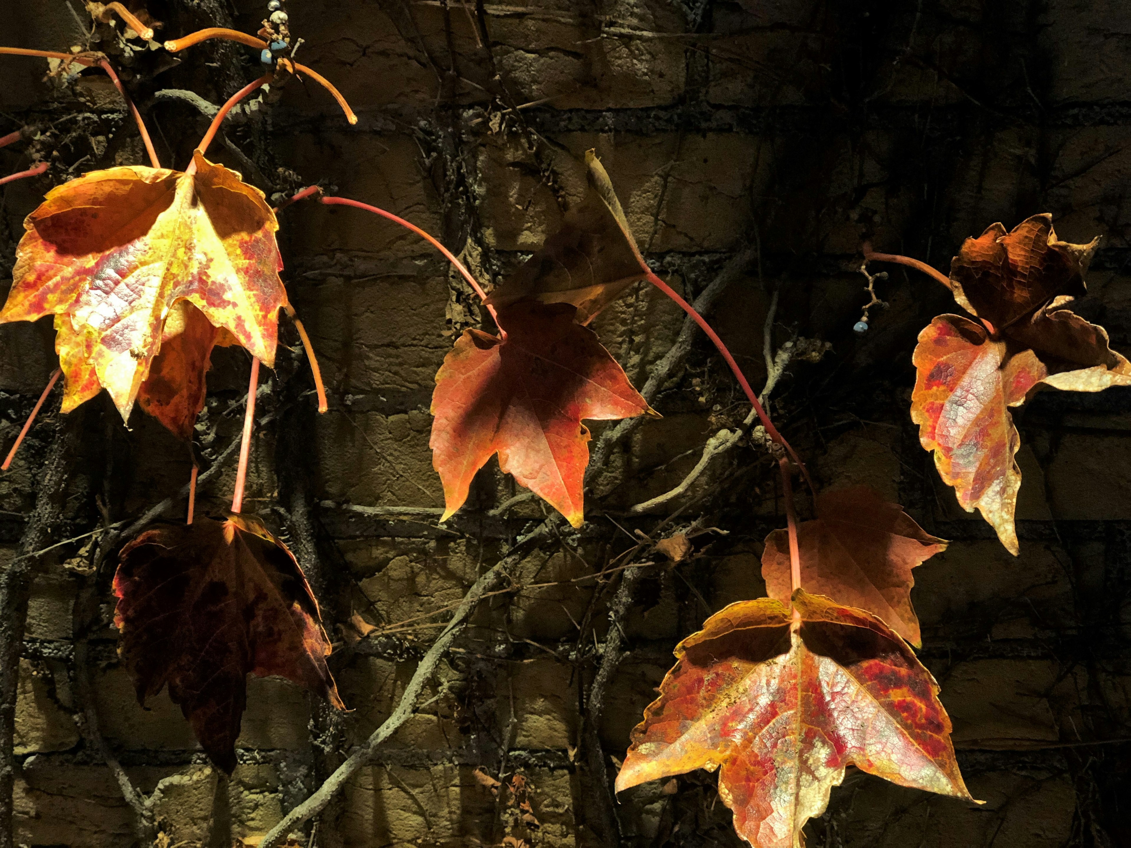 Hojas de otoño en tonos rojos y naranjas trepando por una pared texturizada