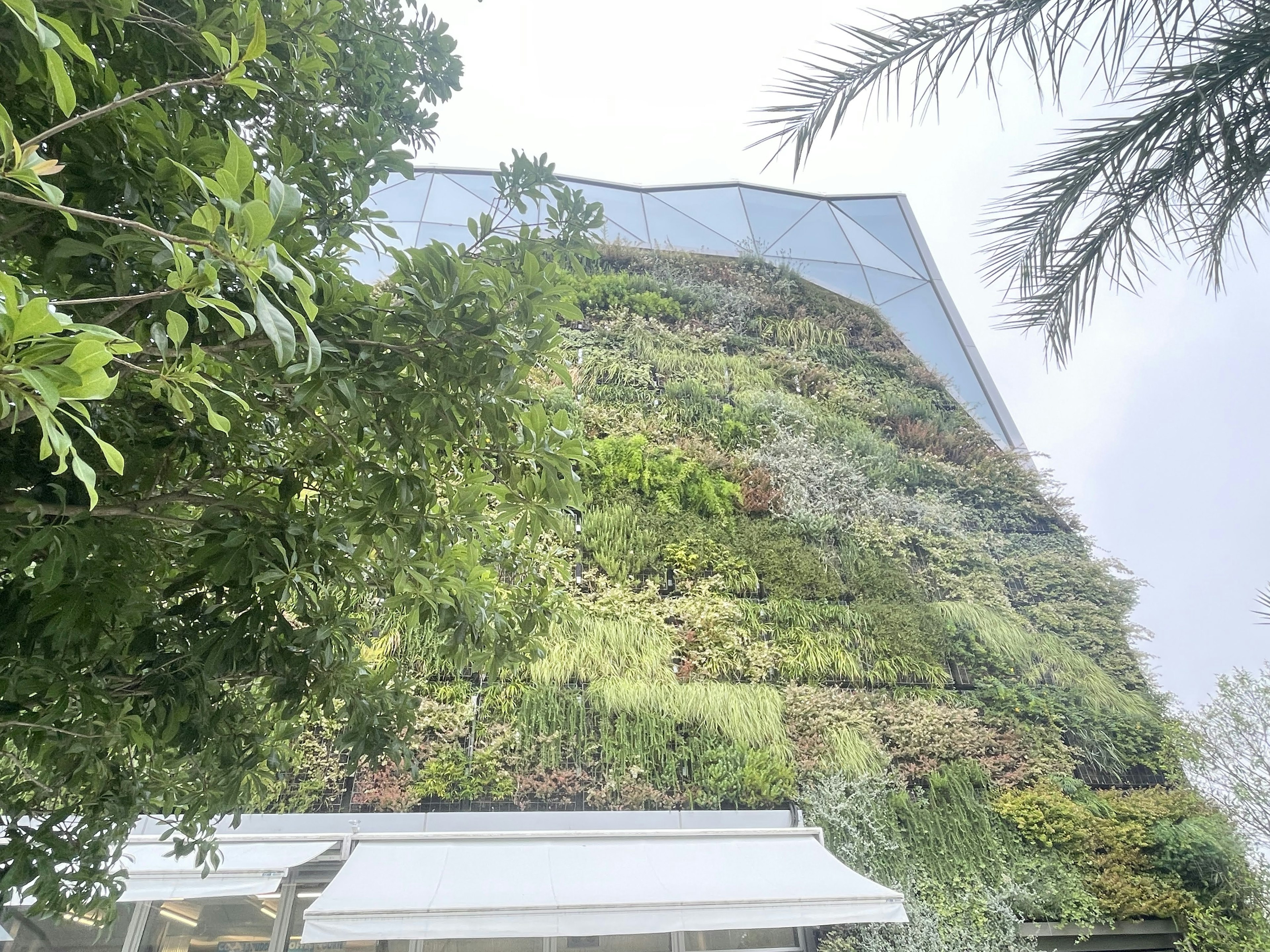 Image of a green vertical garden on a building under a blue sky surrounded by lush plants