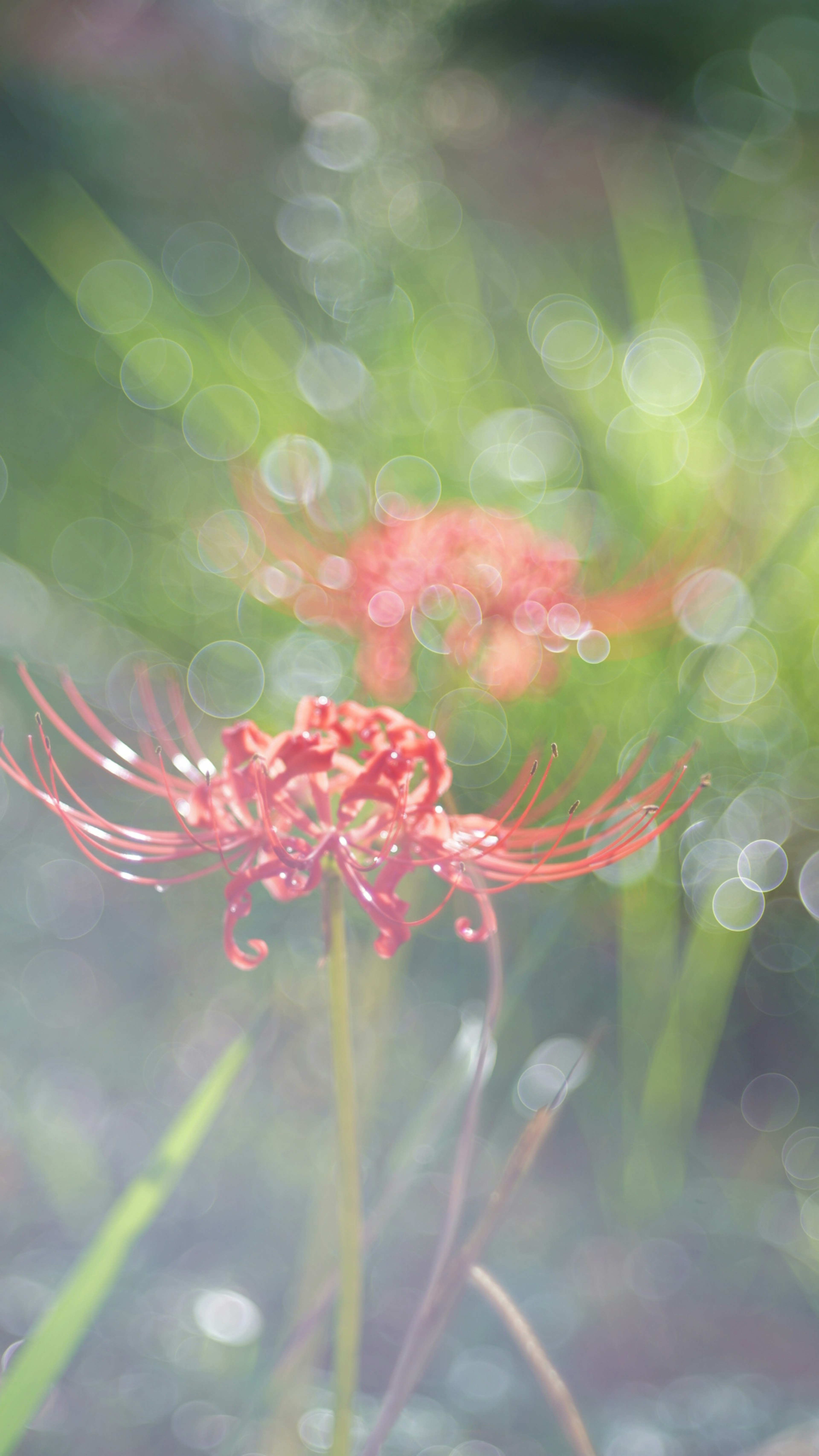 Schöne Szene mit einer roten Spinnenblume im Weichzeichner