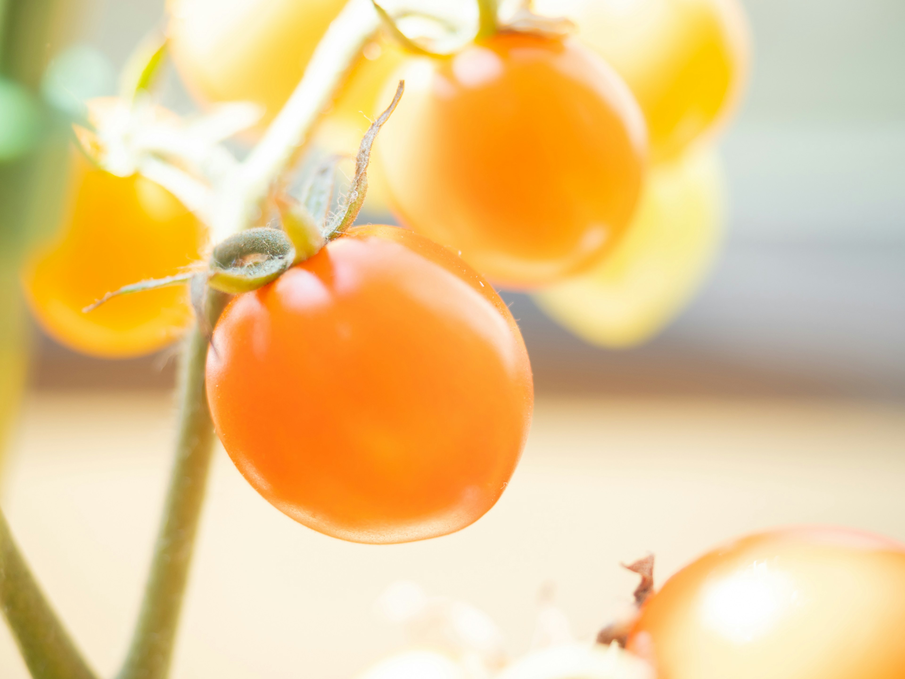 Nahaufnahme von orangefarbenen Kirschtomaten, die an einer Pflanze wachsen