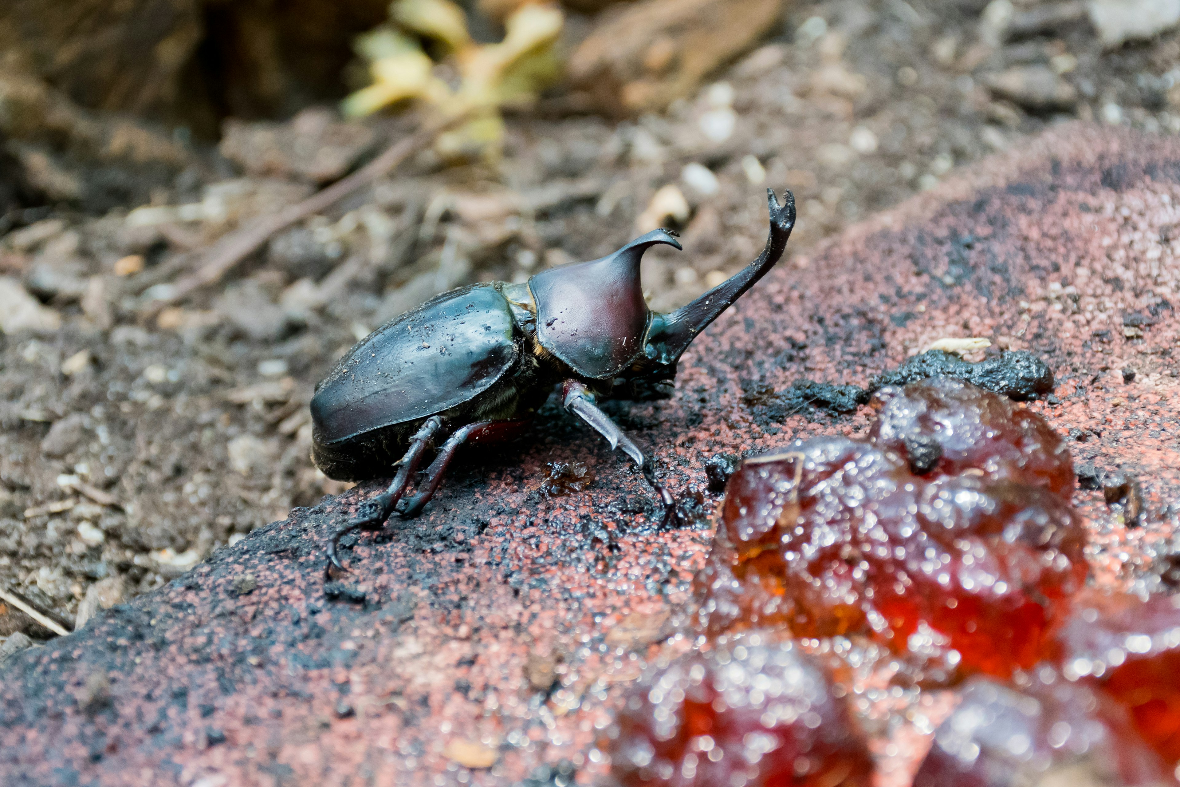 Un gran escarabajo negro en el suelo alimentándose de savia roja