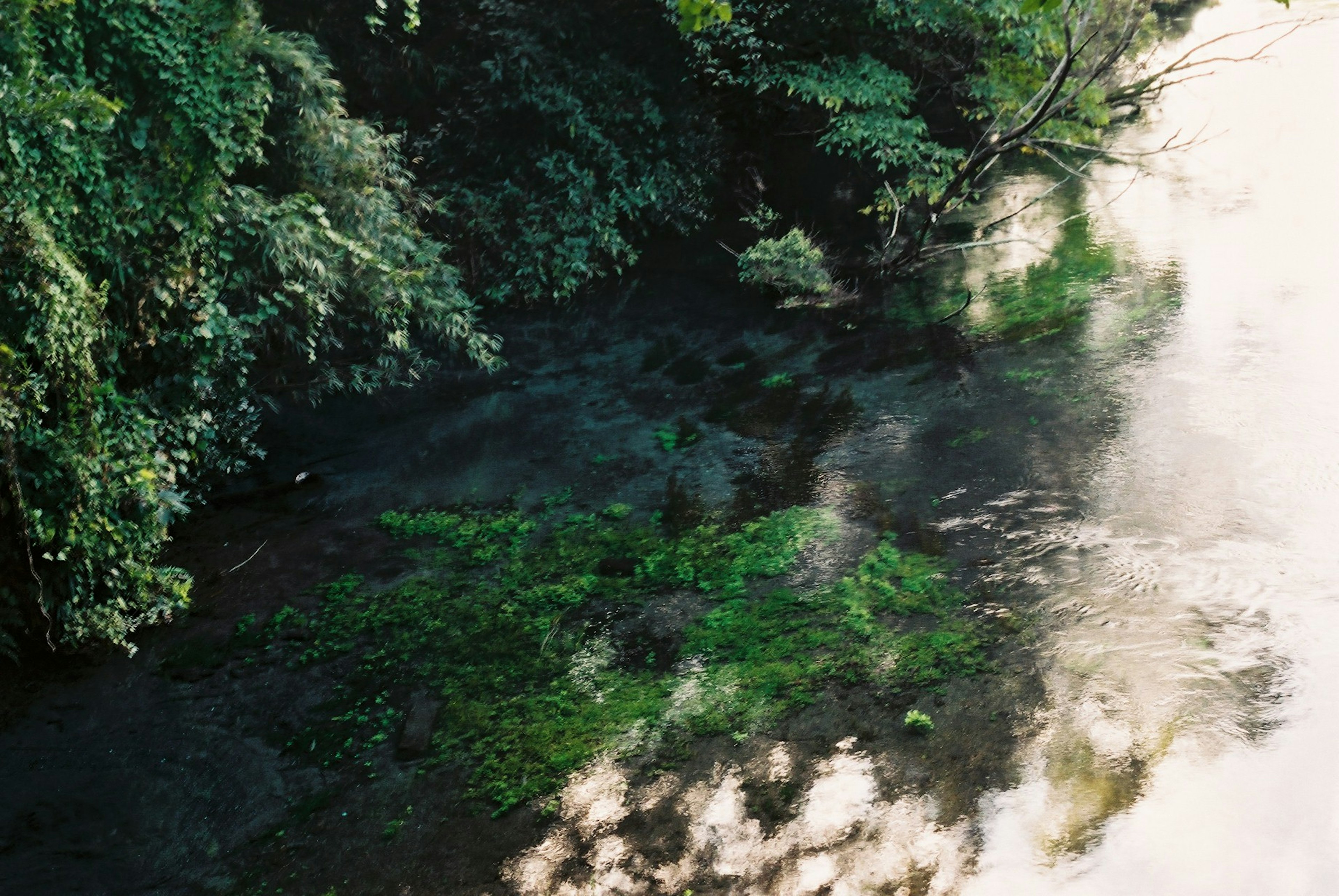 Scène de rivière tranquille avec une forêt verdoyante