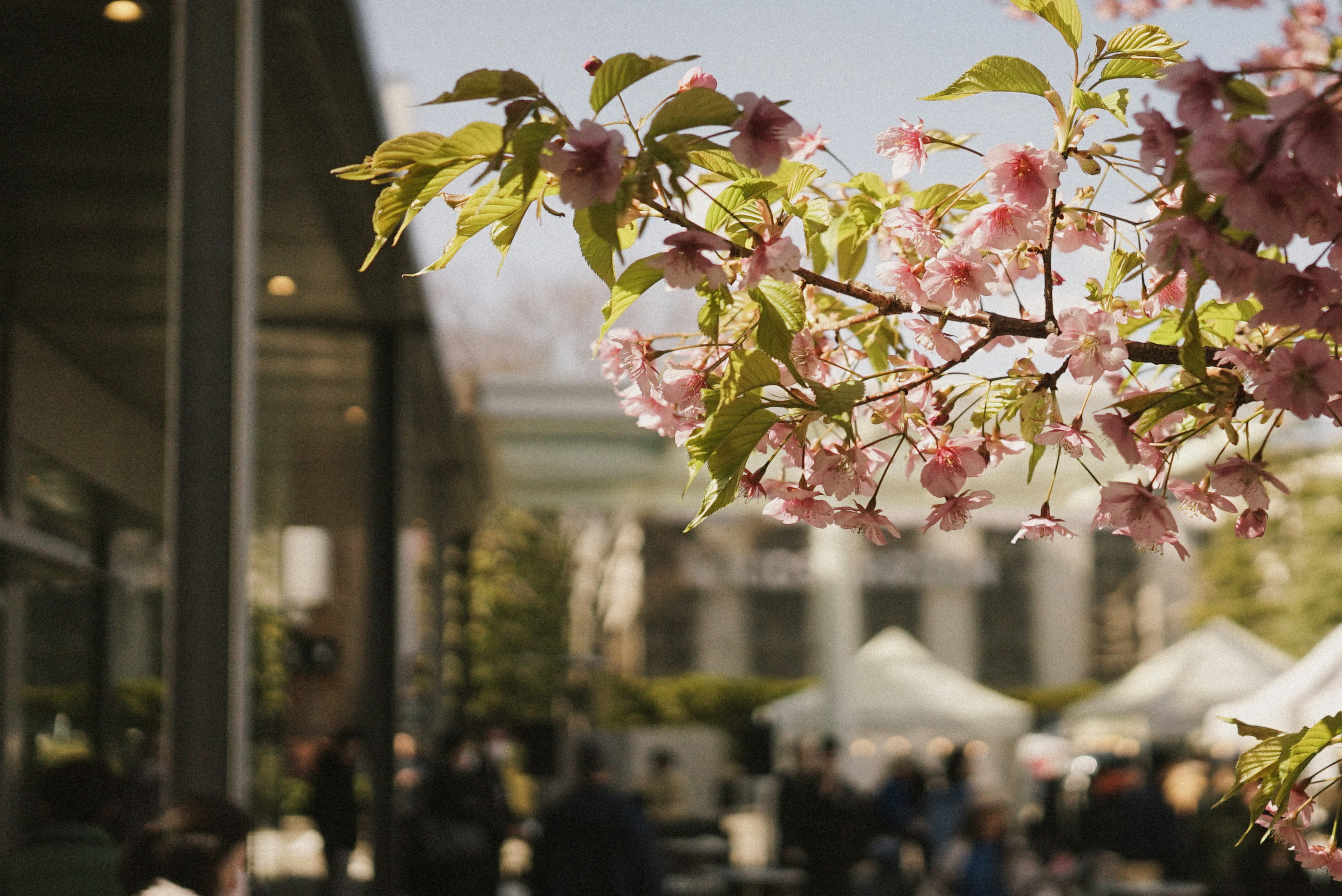 Kirschblüten im Hintergrund mit Menschen, die sich versammeln