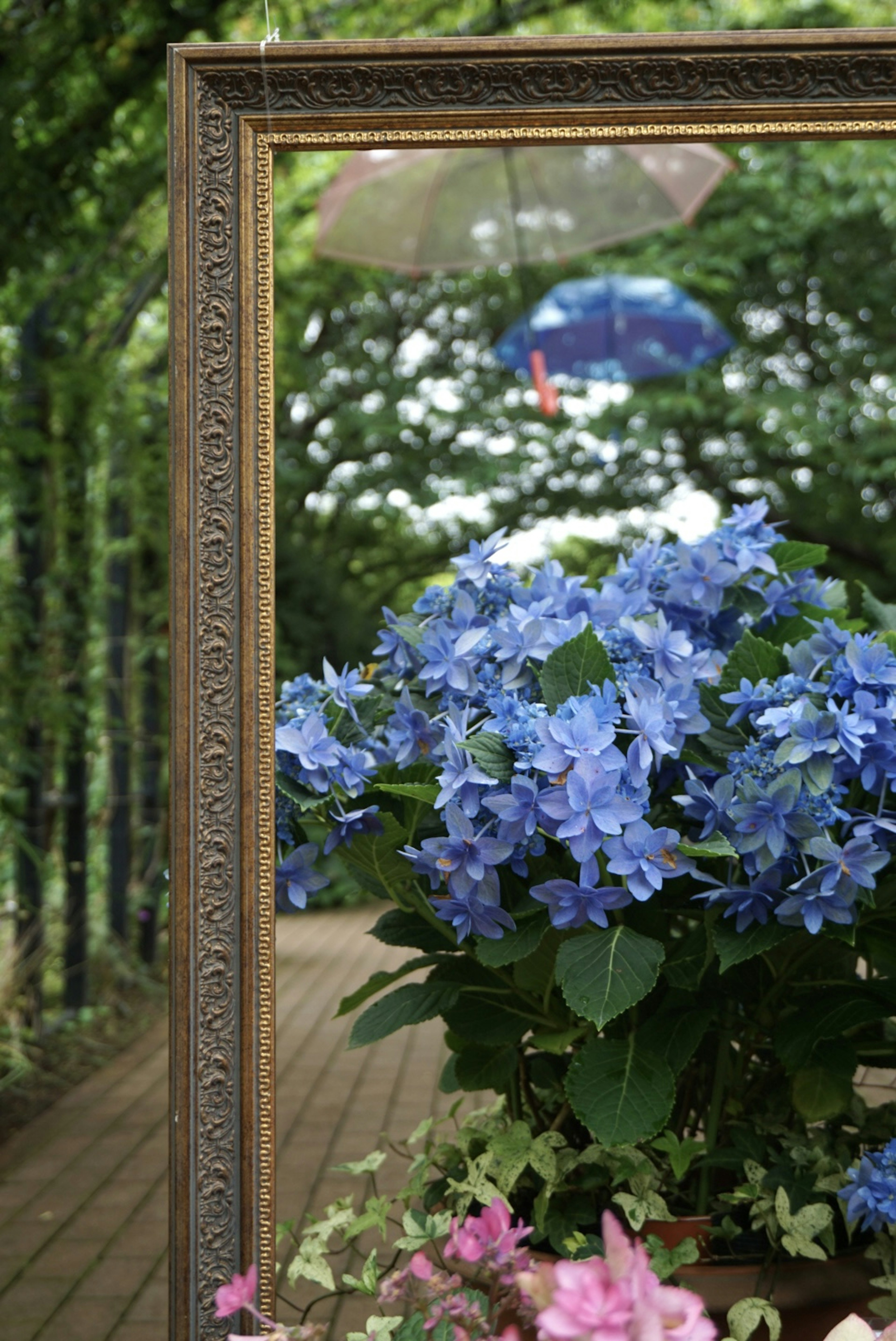 Ortensie blu in una cornice decorativa con un tunnel verde sullo sfondo