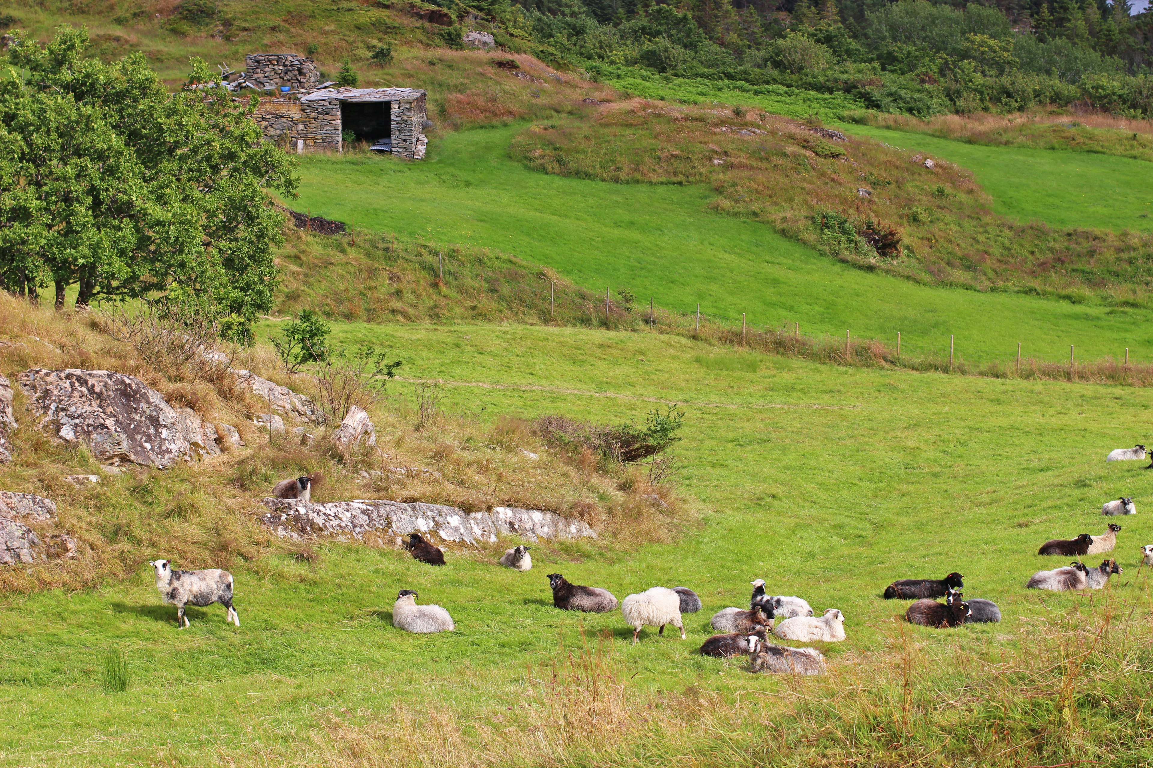 Schafe ruhen auf einer grünen Wiese mit einer alten Hütte im Hintergrund