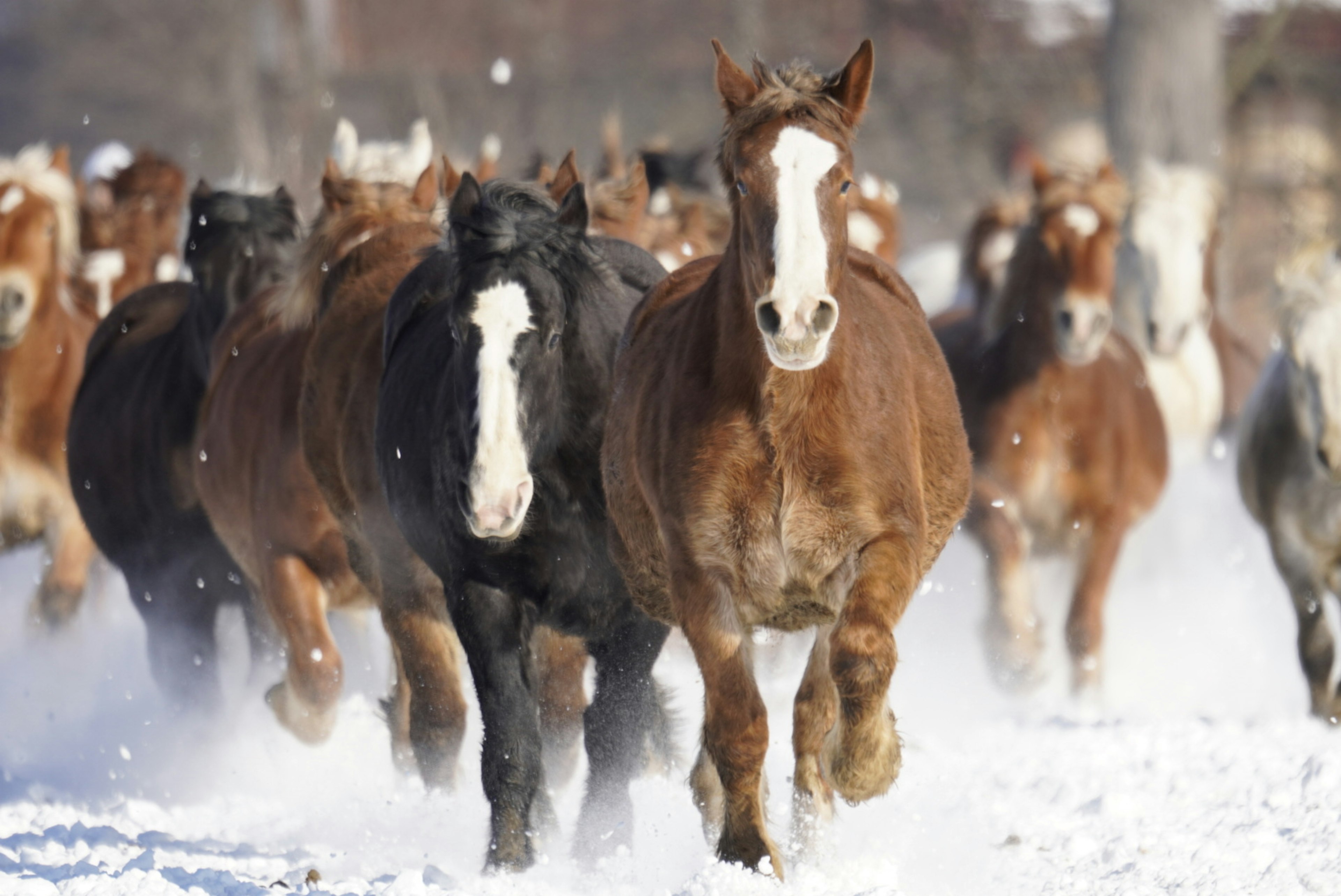 雪の中を駆ける馬の群れの画像