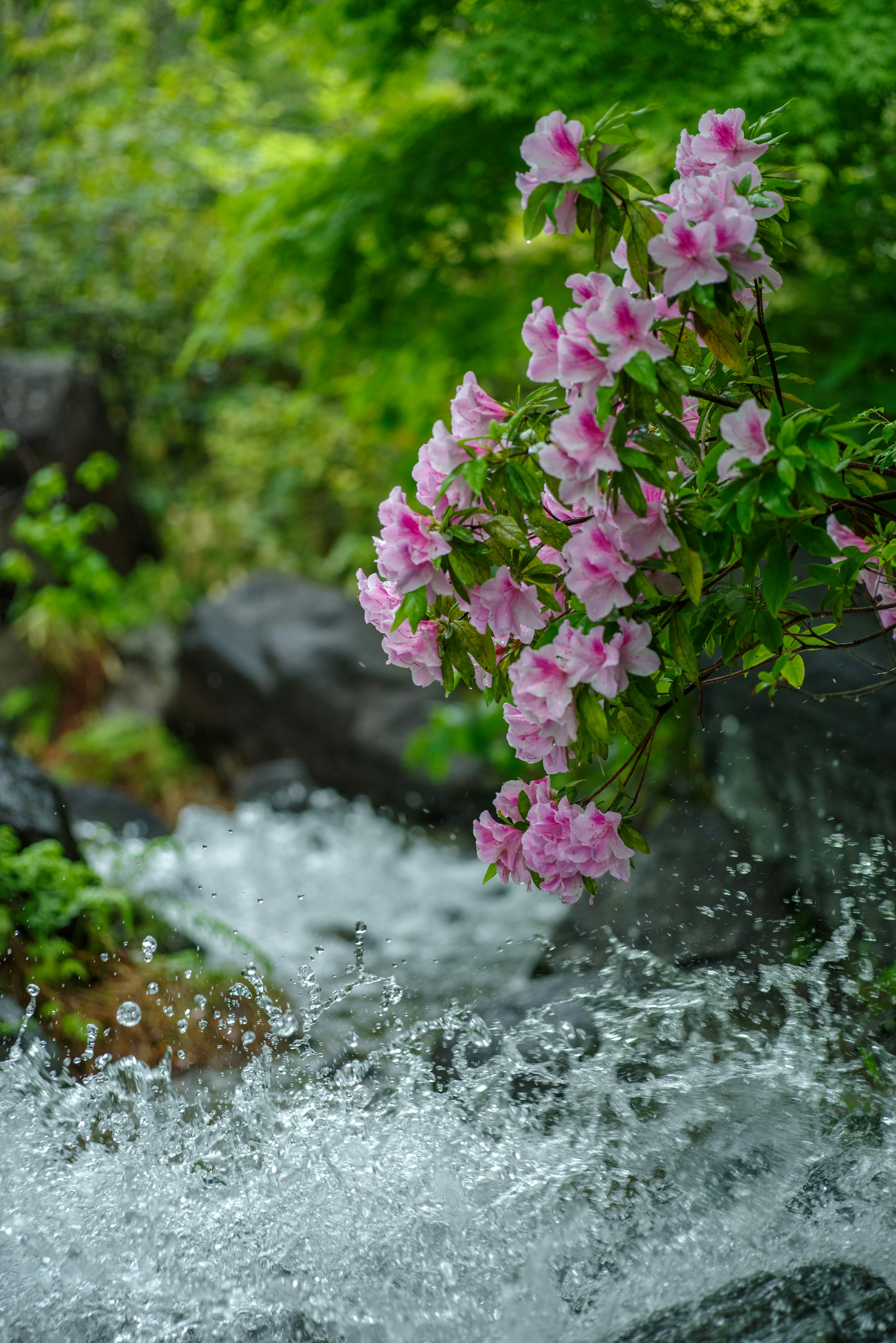 水の流れとピンクの花が美しい自然の景観