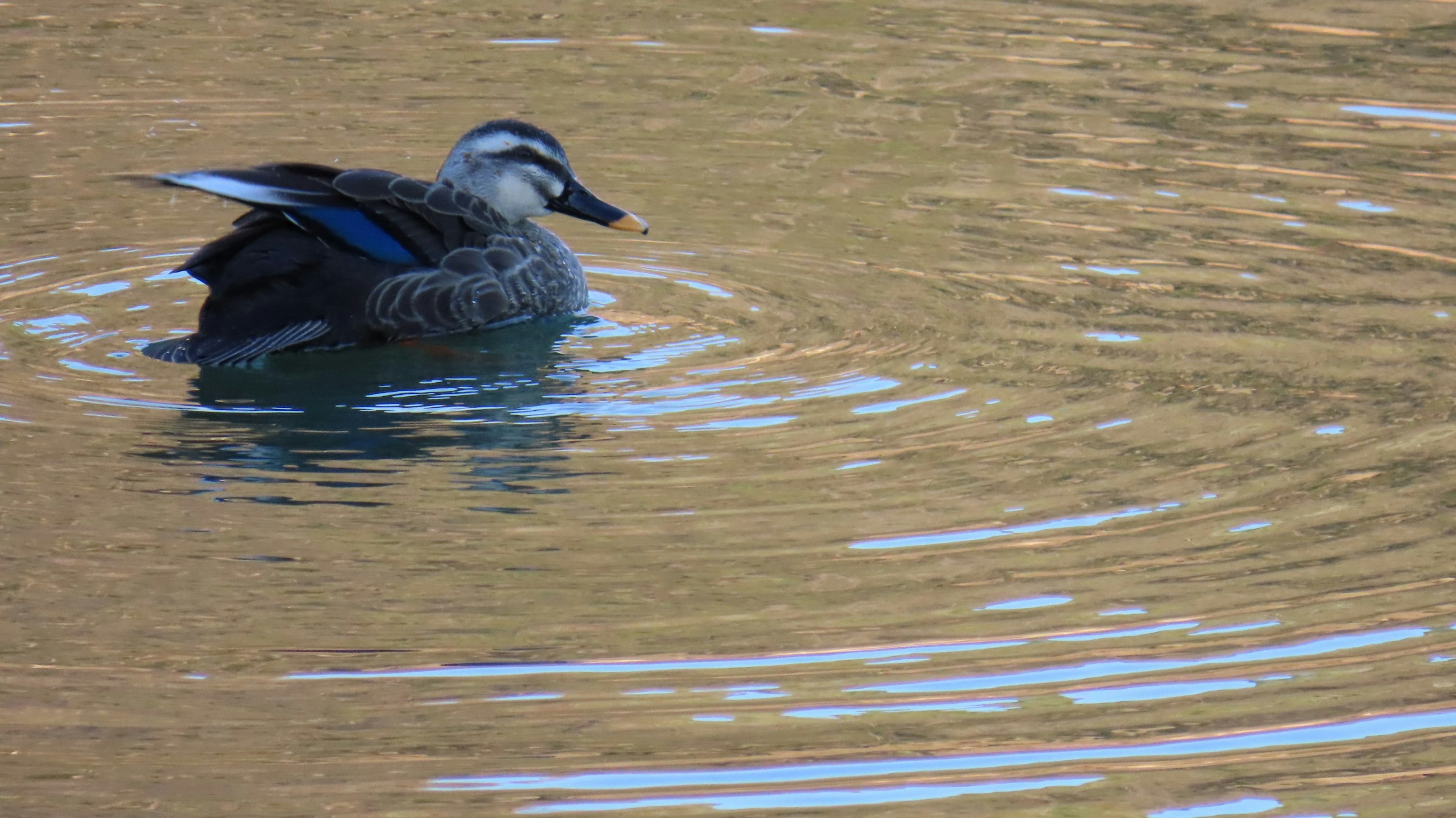 Un canard nageant sur une surface d'eau scintillante