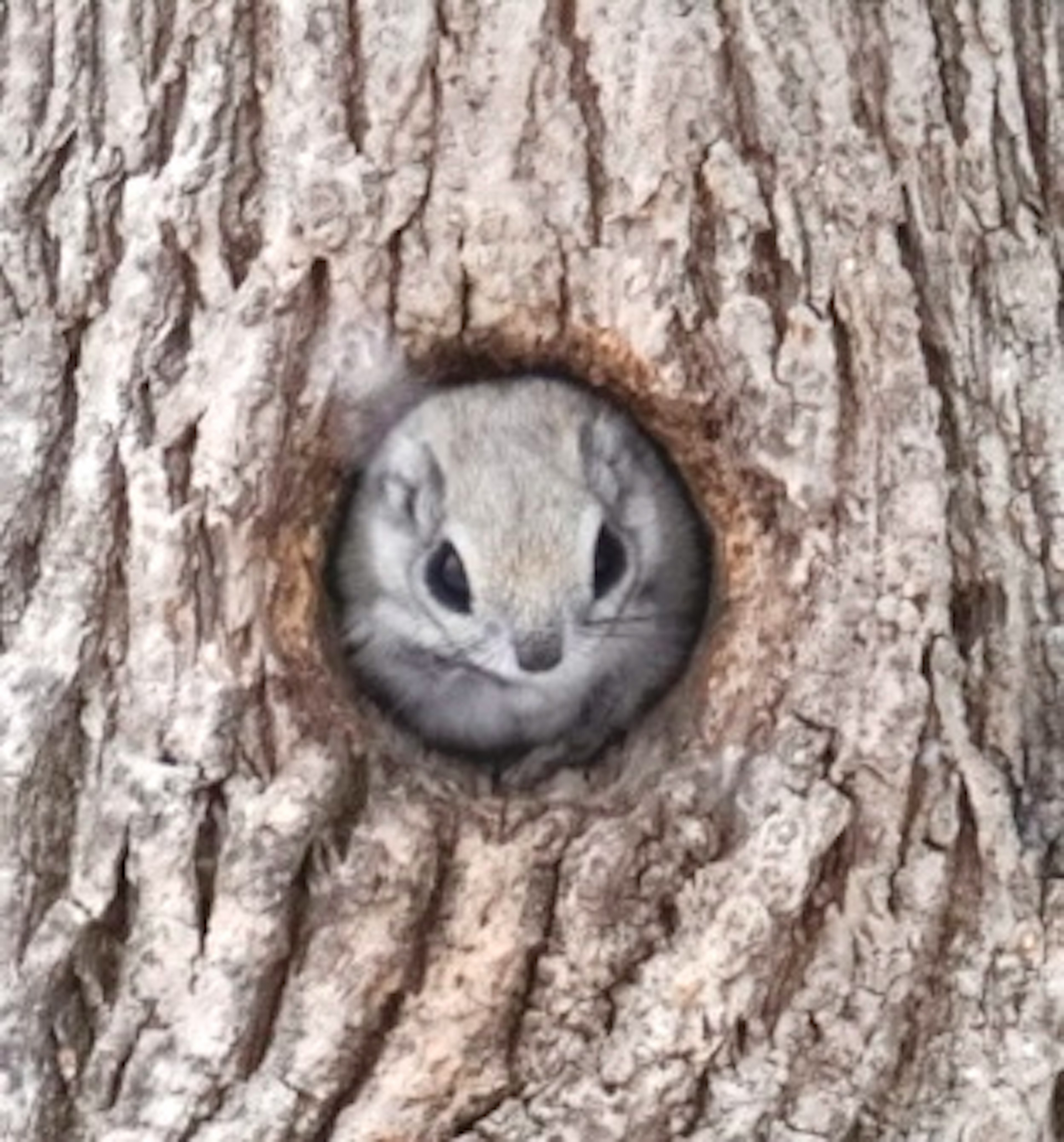 Scoiattolo carino che sbircia da un buco in un albero