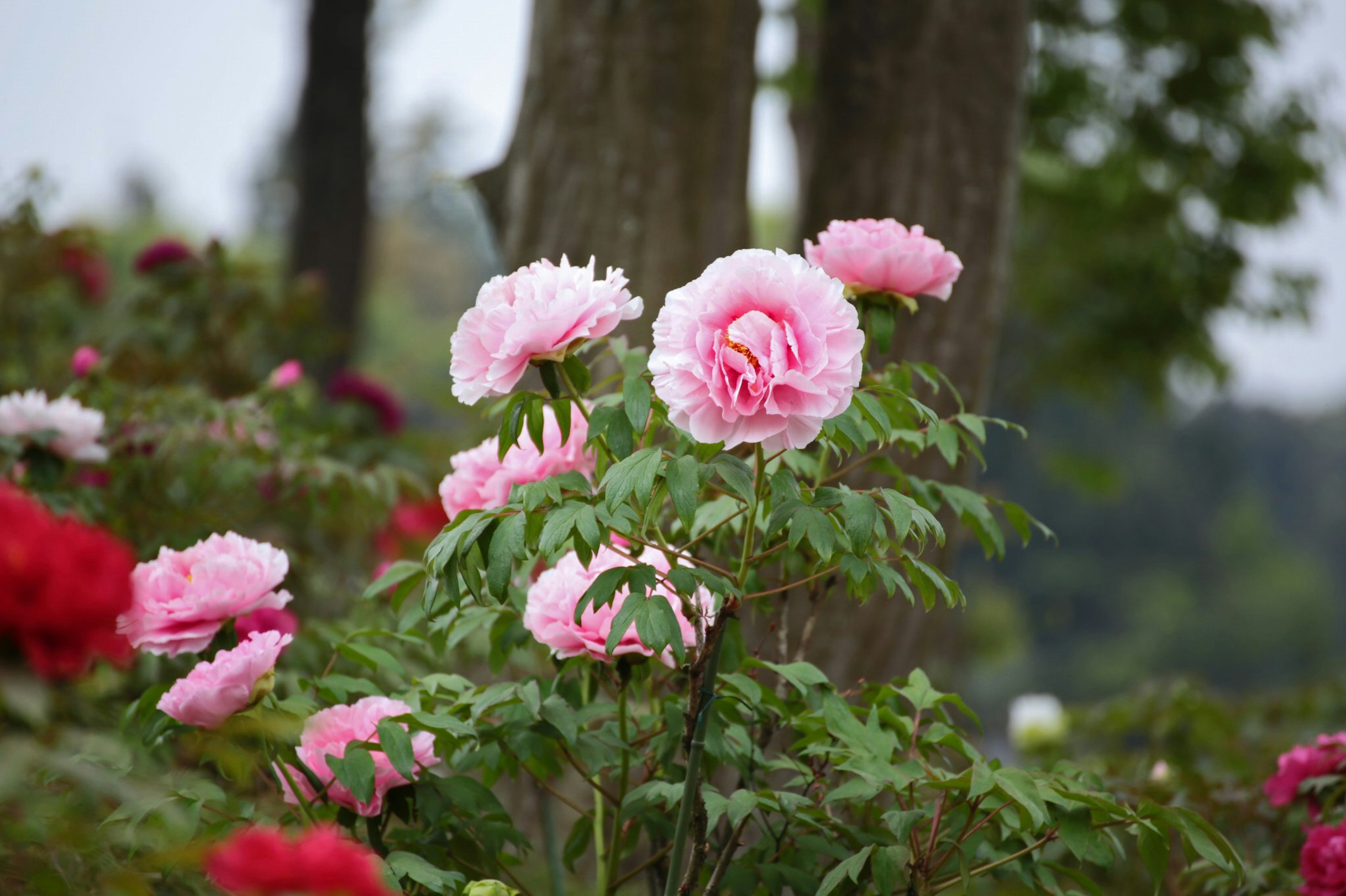 Rosa Pfingstrosenblüten, die in einem lebhaften Garten blühen