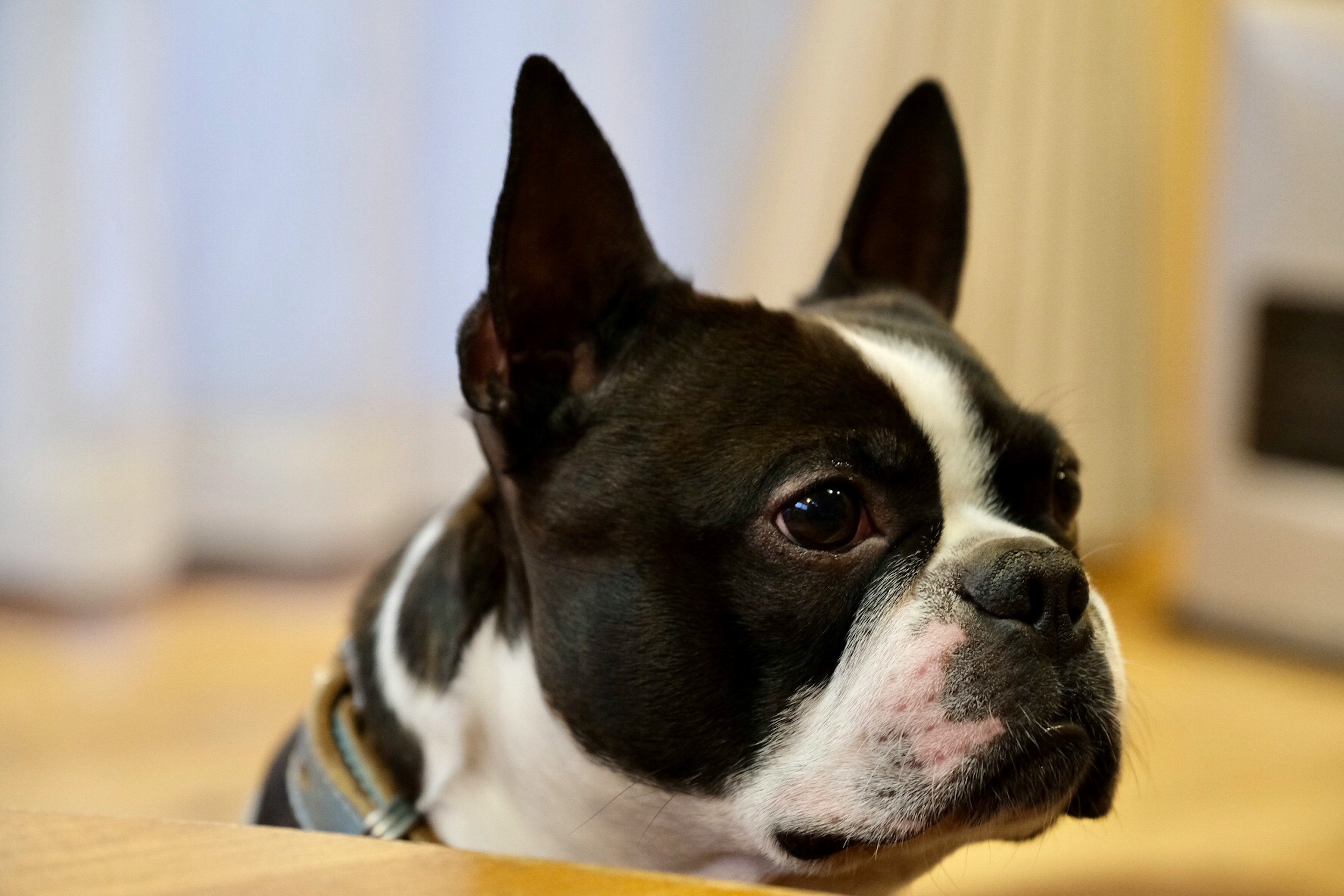 A black and white French Bulldog peeking from under a table