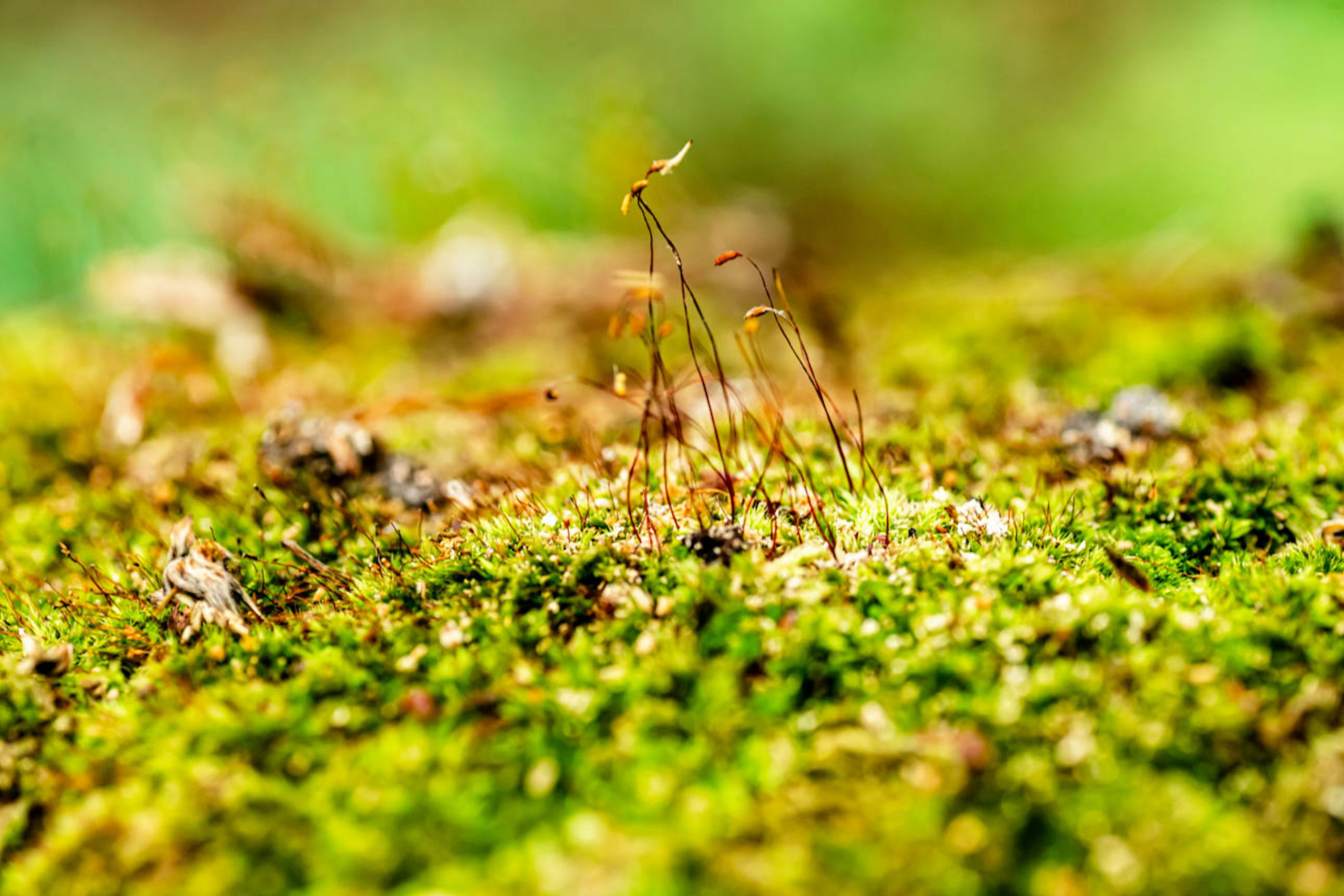 Imagen de musgo verde con pequeñas plantas que crecen encima