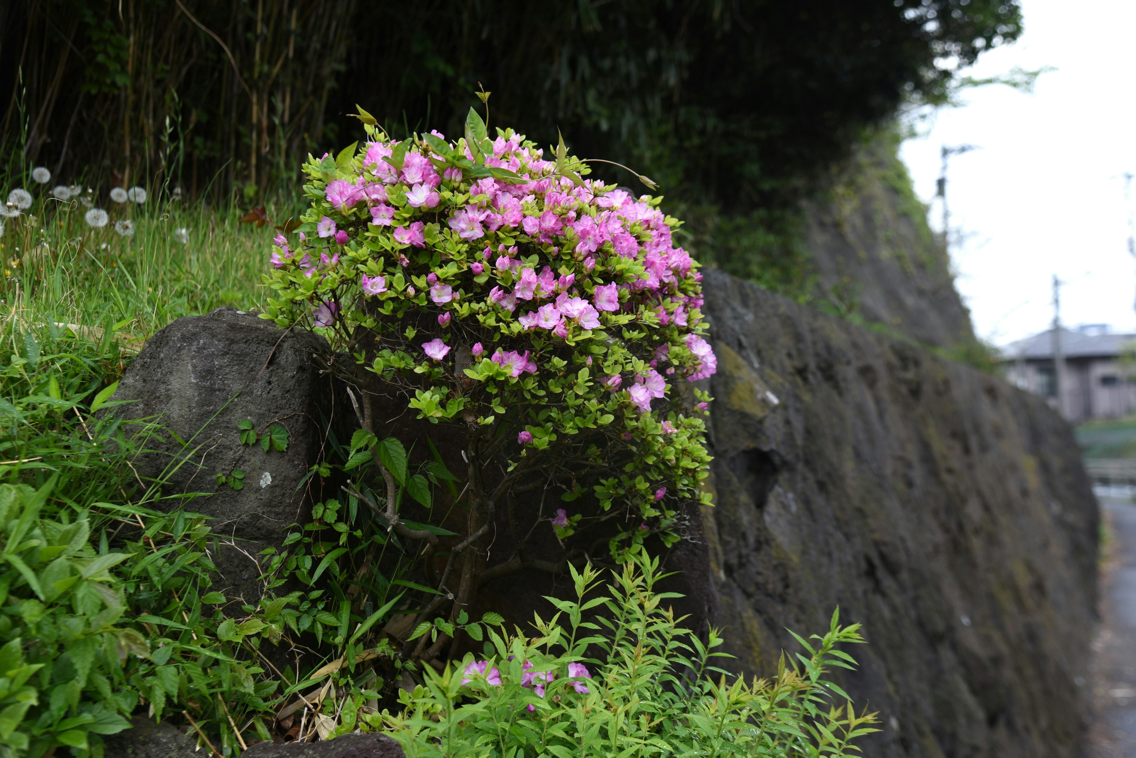 岩の間から咲くピンクの花と緑の草