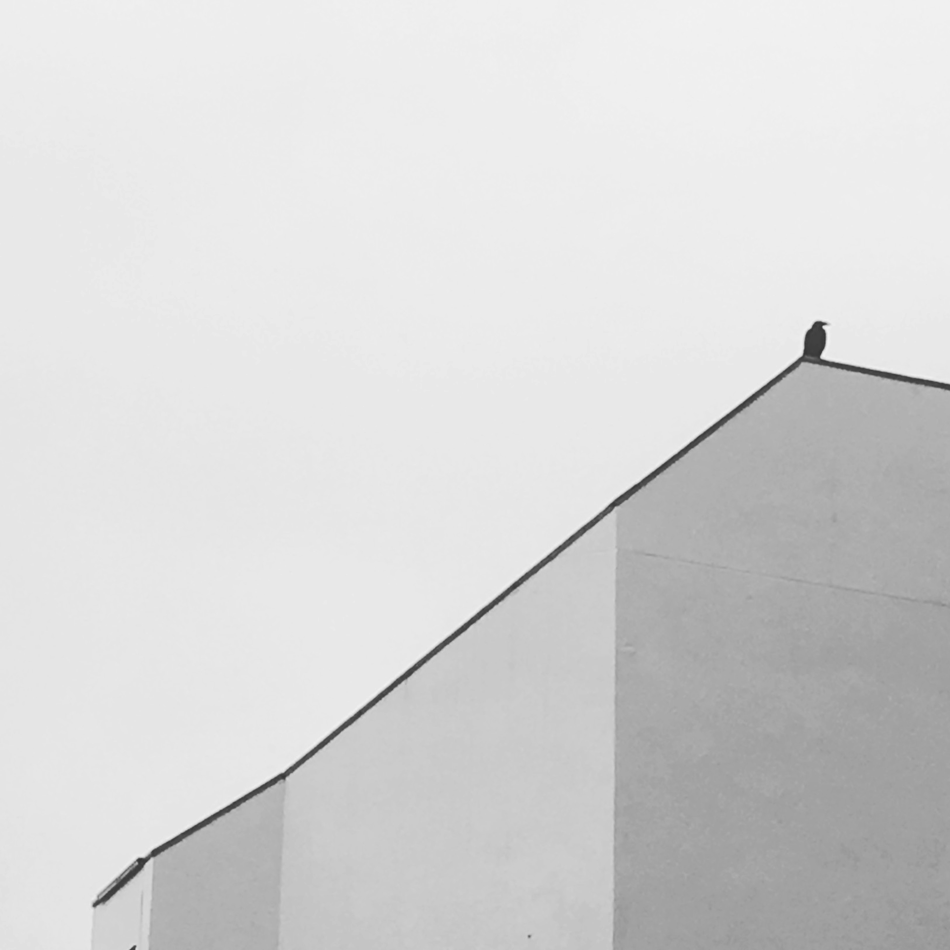 A small bird perched on the rooftop of a gray building under an overcast sky