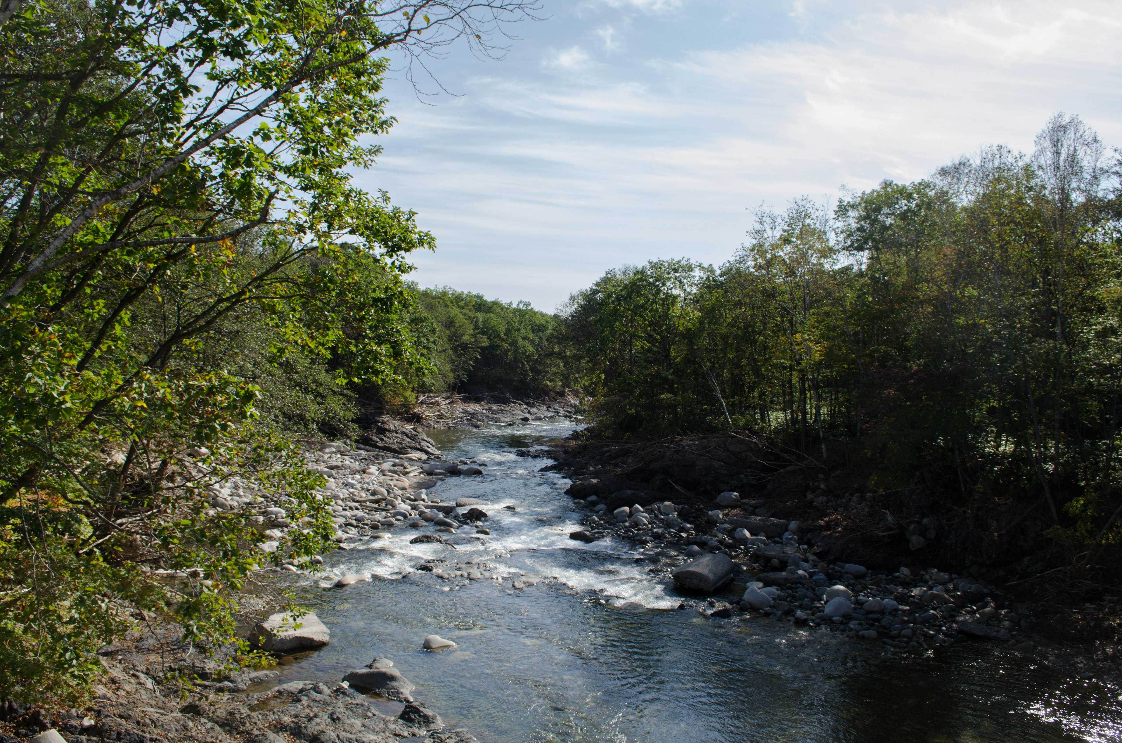 Paisaje de río sereno rodeado de árboles verdes exuberantes