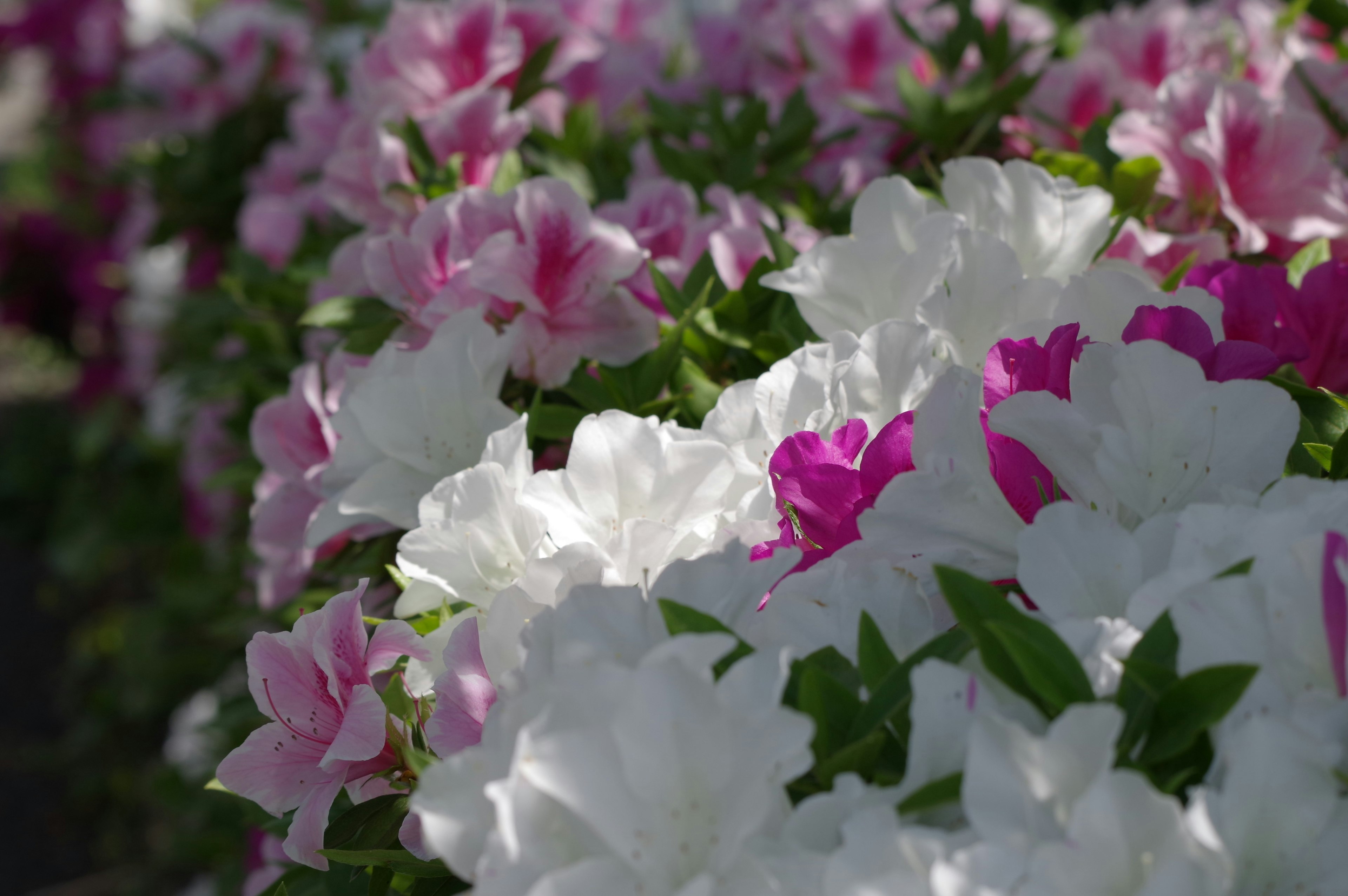 色とりどりの花が咲いているシーン 白い花とピンクの花が混在している