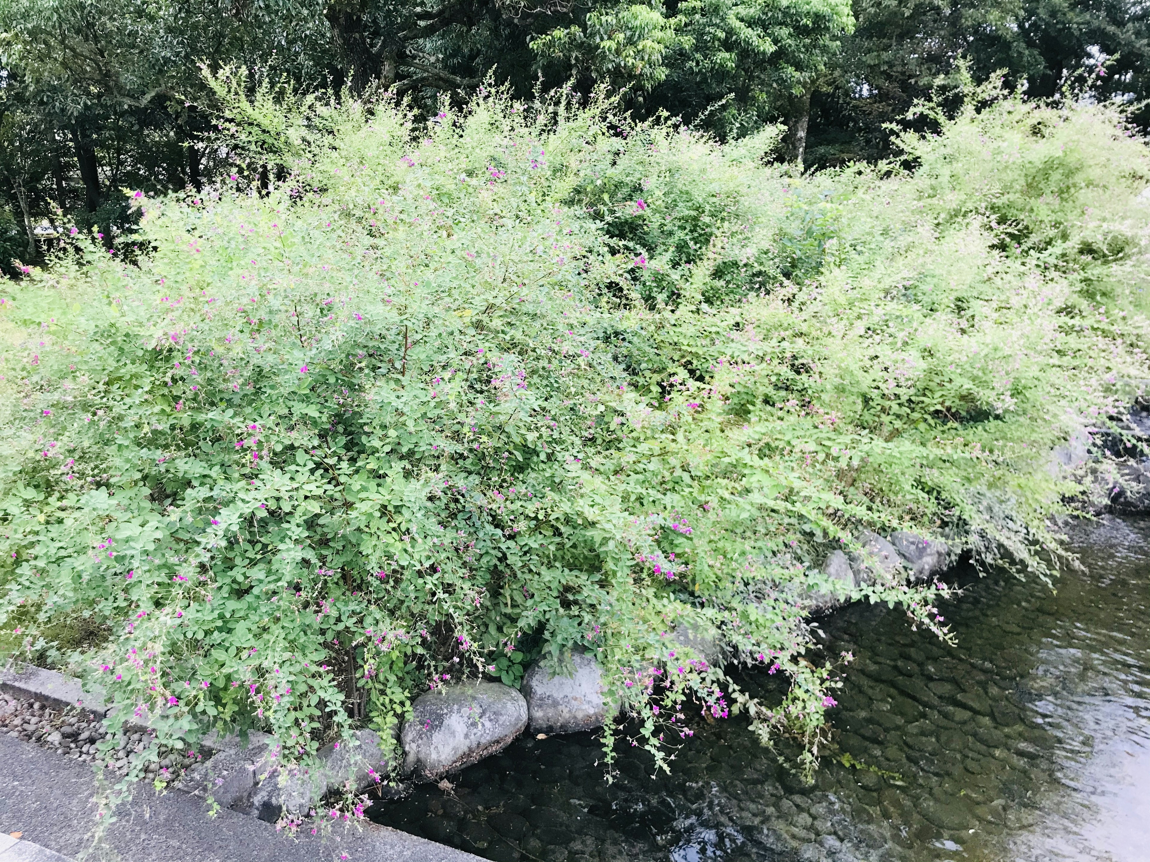 Lush green plants overhanging a water edge