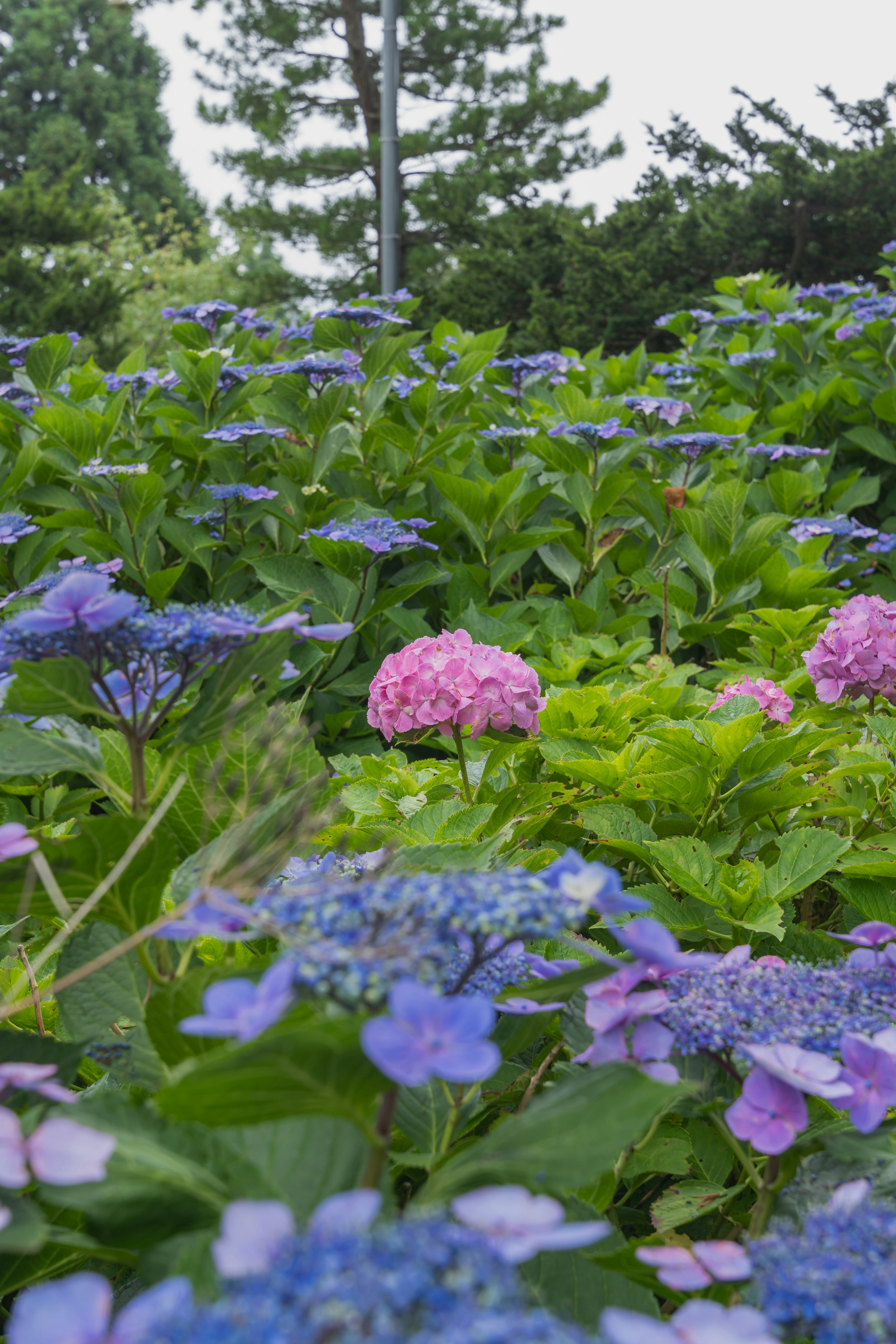 Un paisaje hermoso lleno de flores de hortensia coloridas