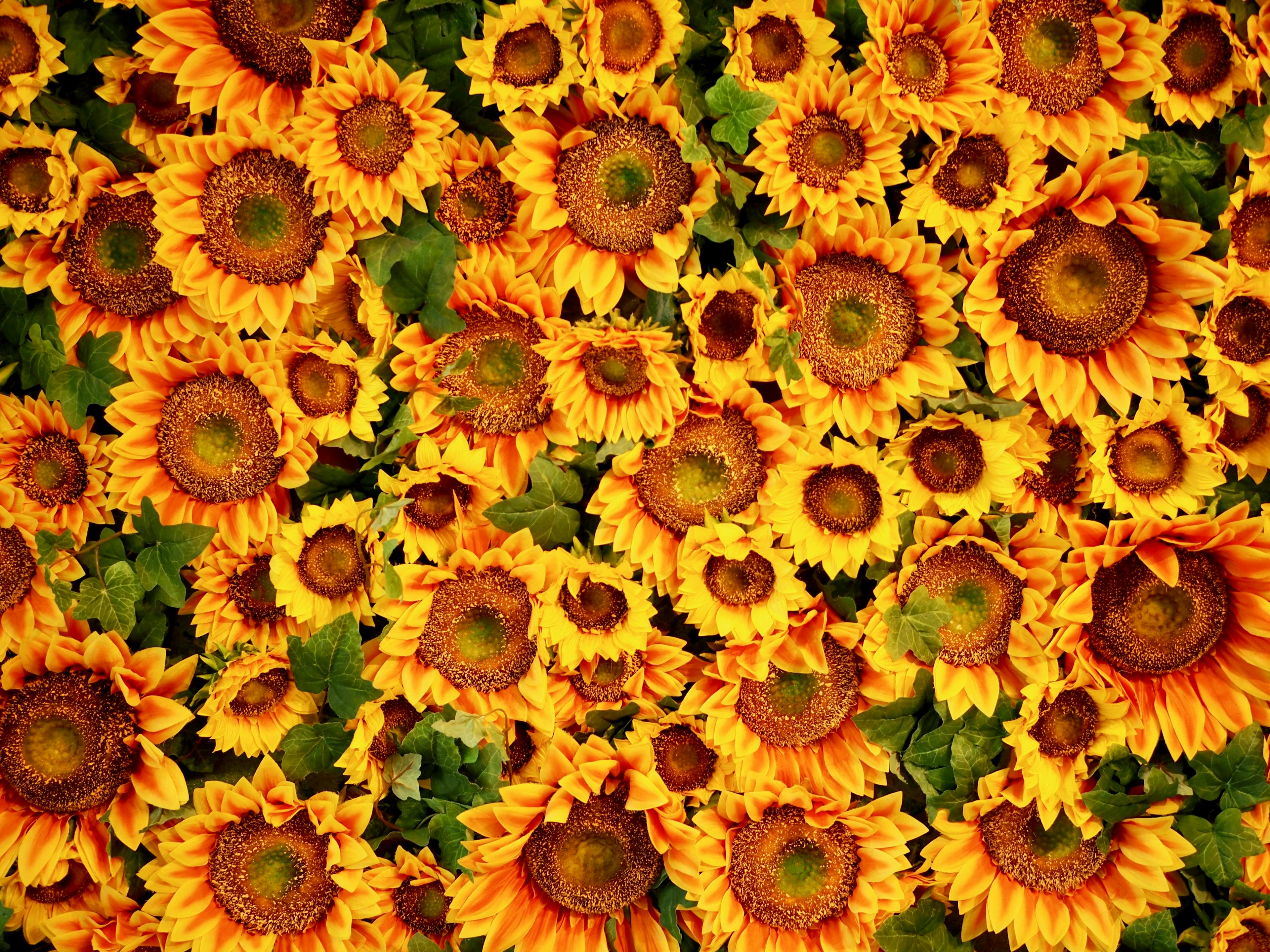 A vibrant field of blooming yellow sunflowers