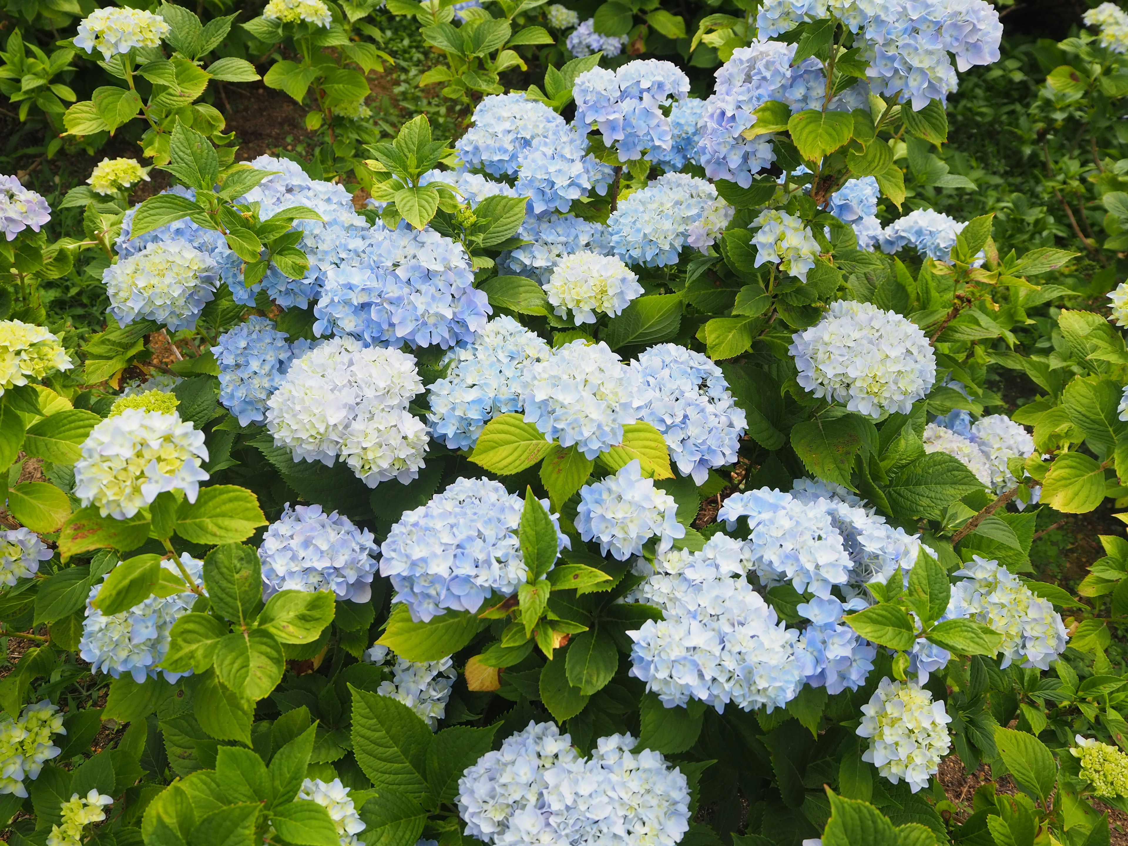 A vibrant display of blue hydrangea flowers in full bloom